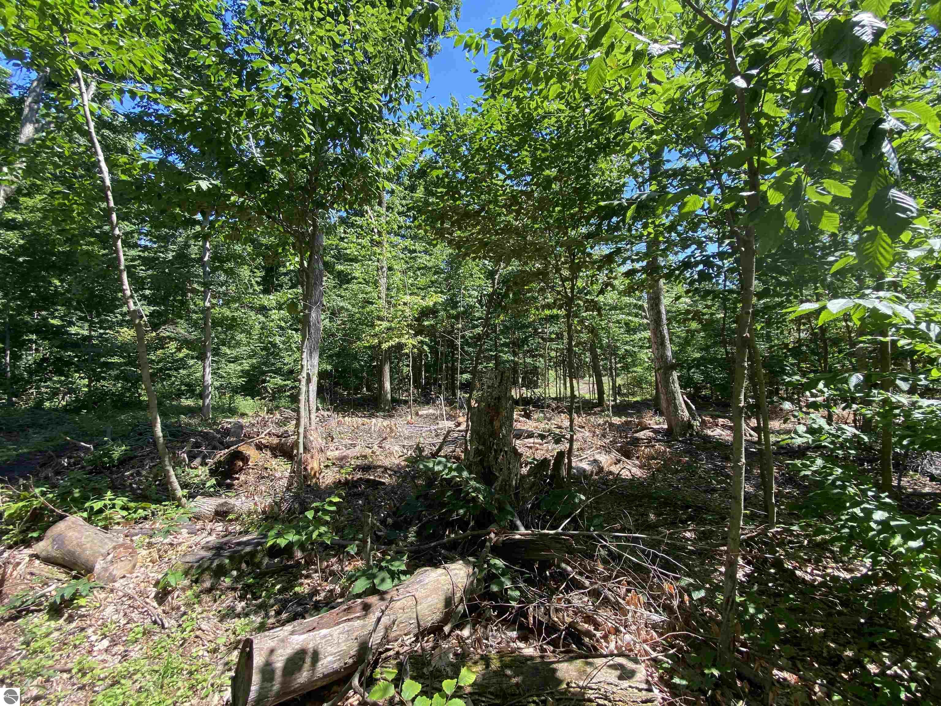 Benzonia Trail