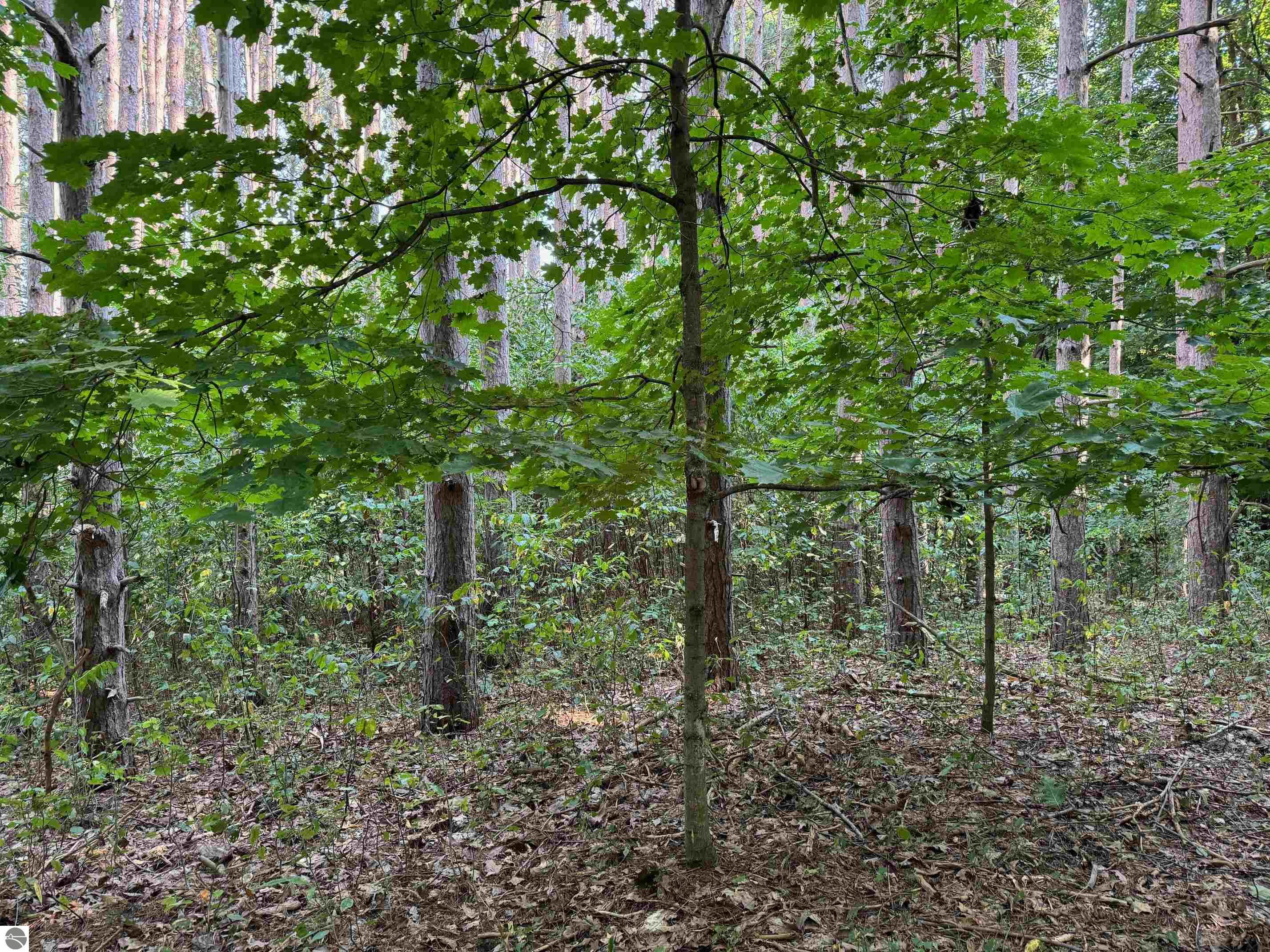 0 Benzonia Trail