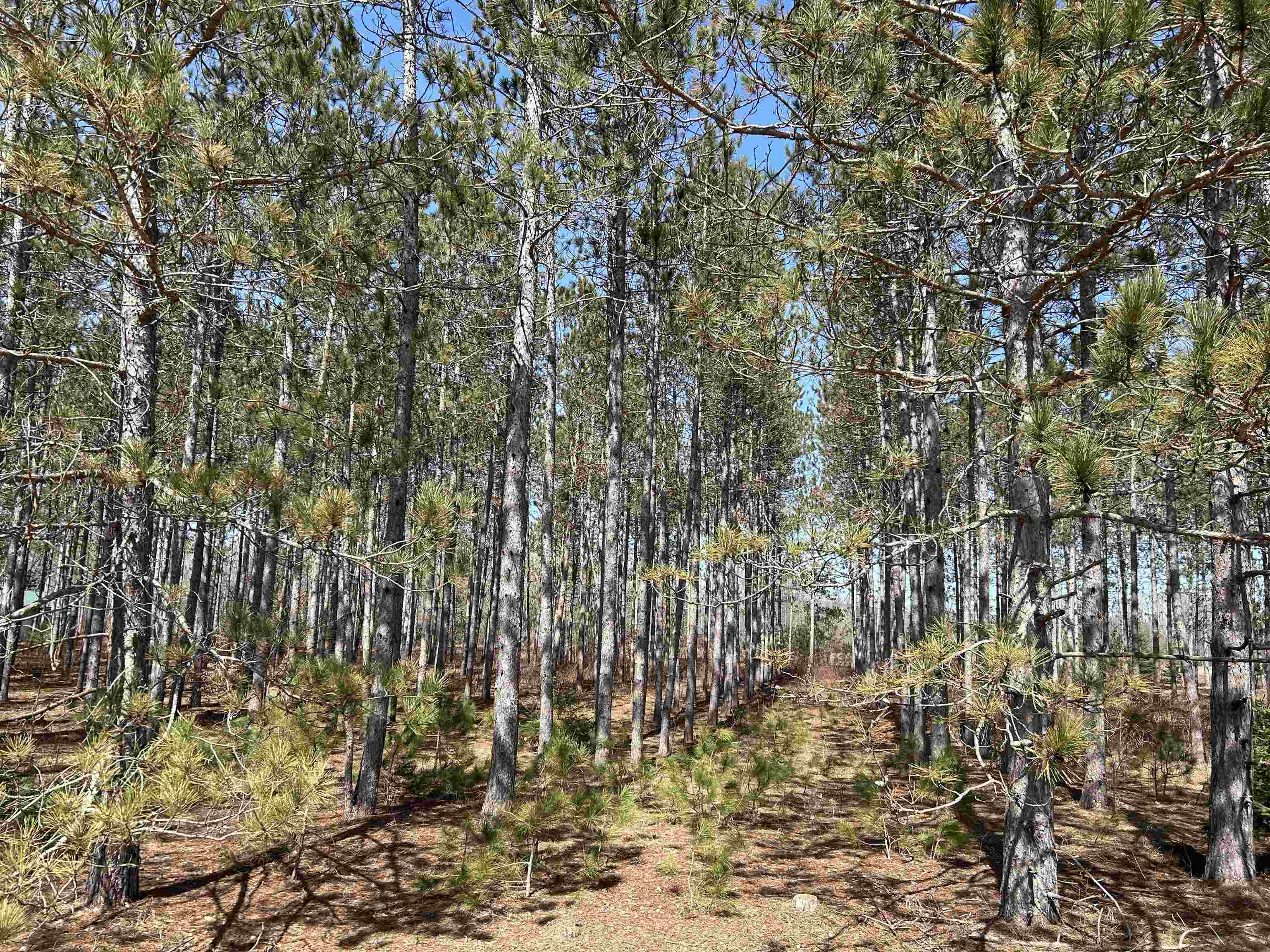 Homes for sale in Thompsonville, MI | Lot 4 Meadow Ln, Thompsonville, MI 49683 | MLS# 80055251