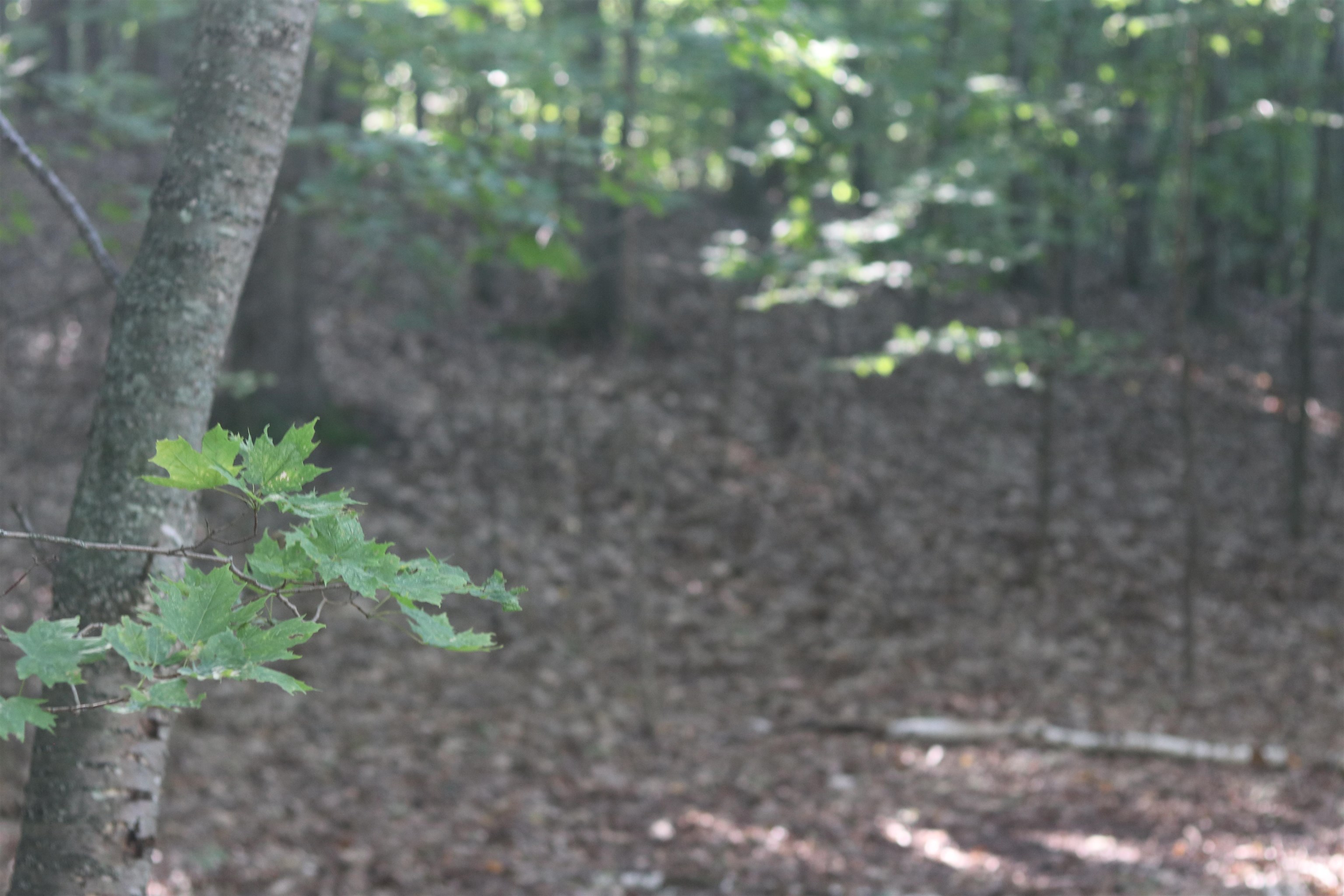 Homes for sale in Beulah, MI | Lot 21 Crystal View Cmns, Beulah, MI 49617 | MLS# 80055987