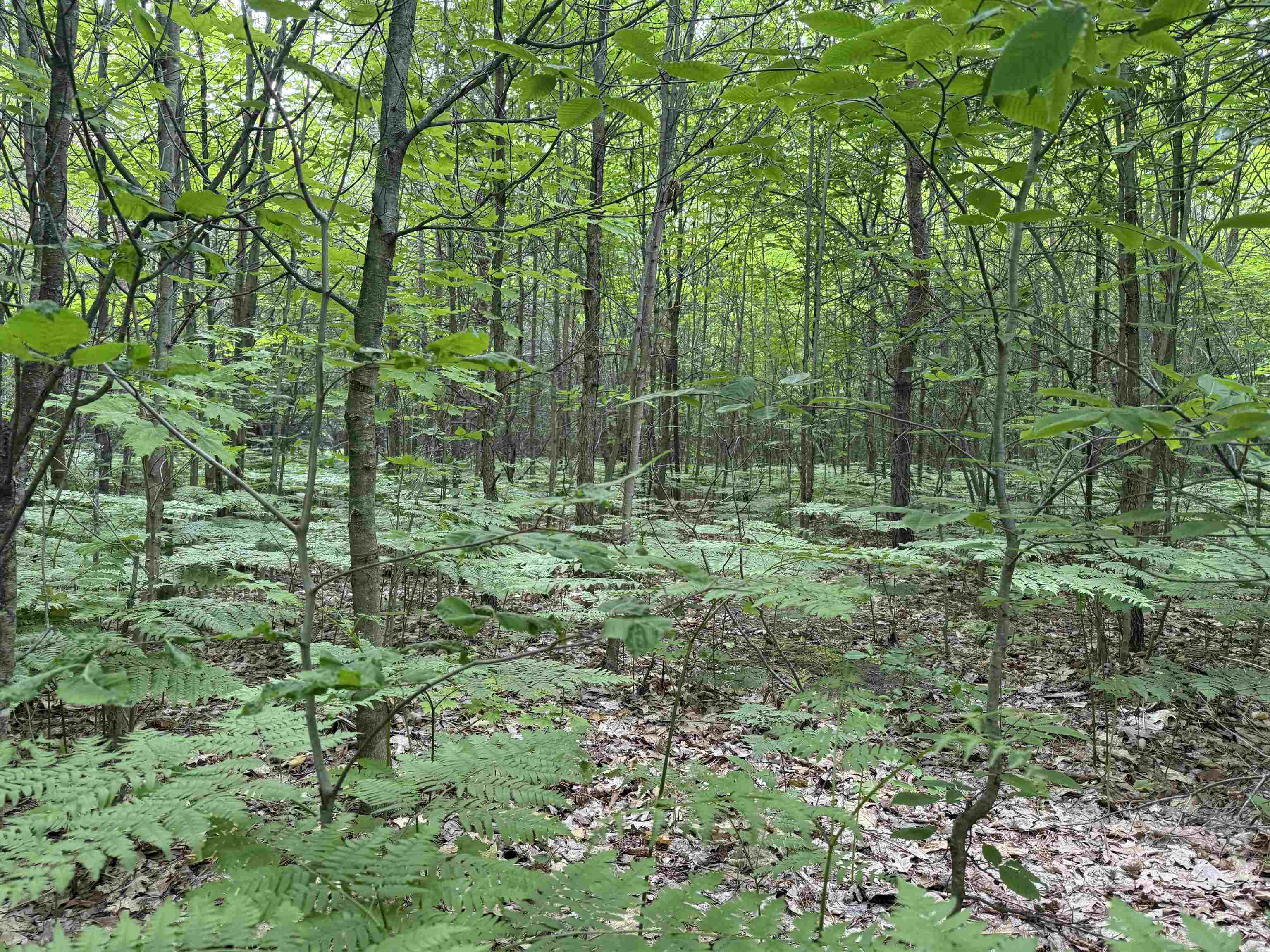 Homes for sale in Interlochen, MI | V/L Parcel B Lamerson Ln, Interlochen, MI 49643 | MLS# 80058571