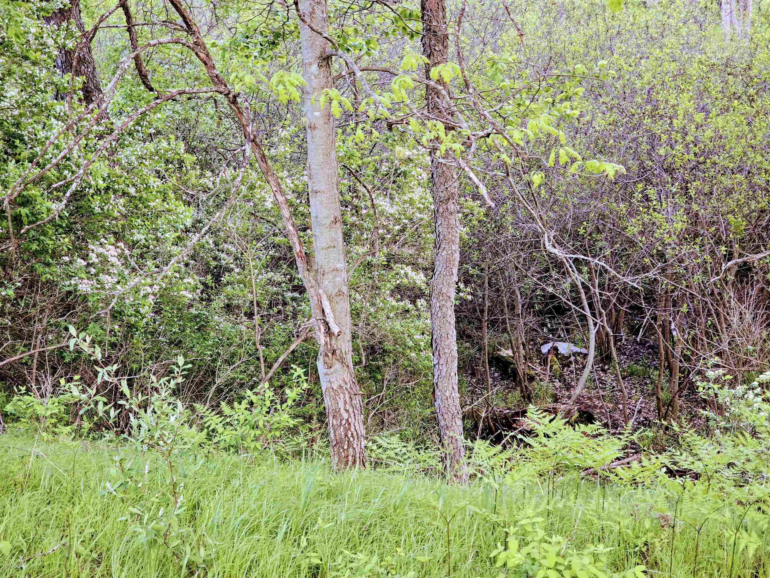 Homes for sale in Evart, MI | Cedar And 12Th St, Evart, MI 49631 | MLS# 80060425