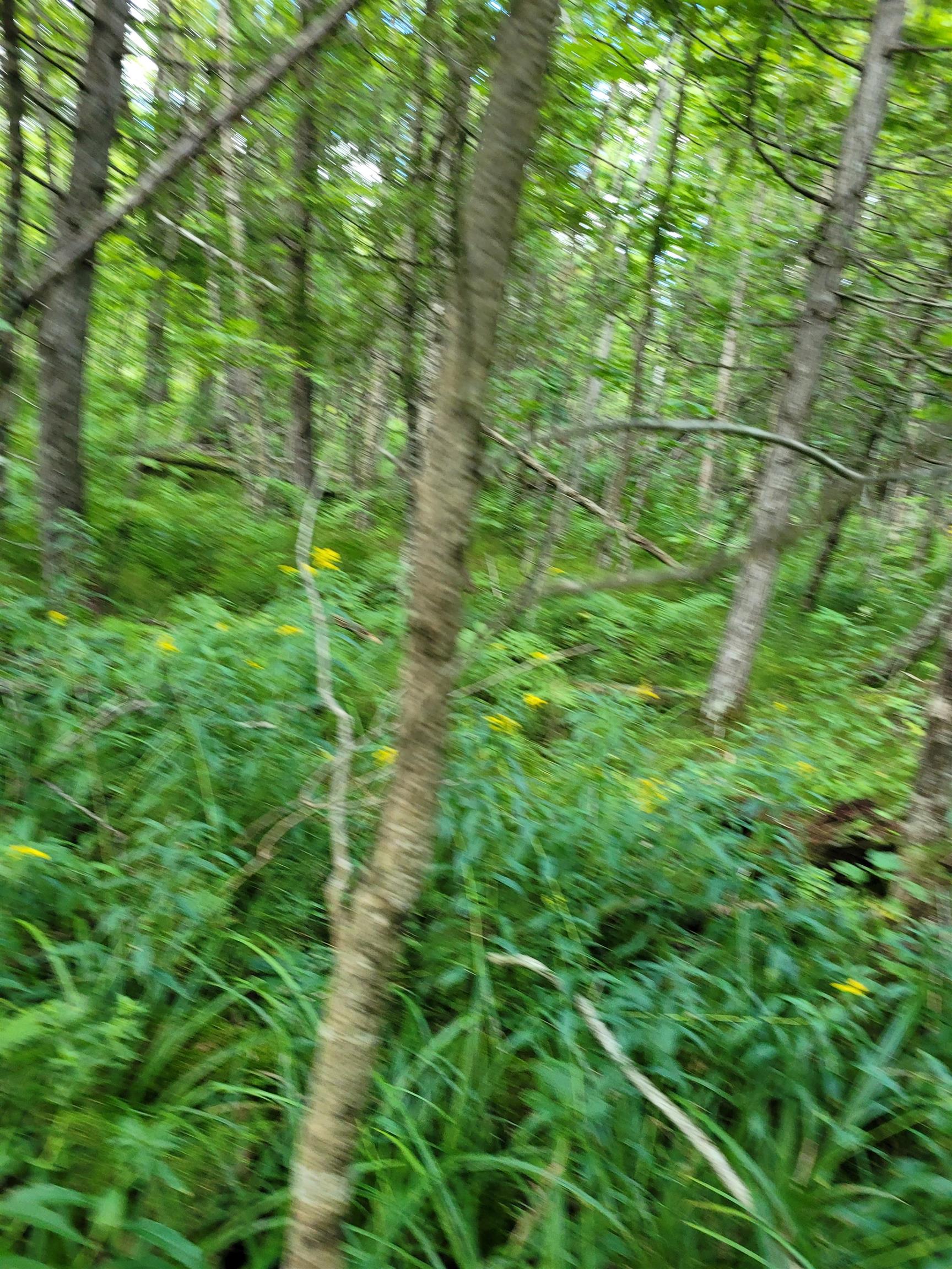 Homes for sale in Le Roy, MI | 00 Lakola Rd, Le Roy, MI 49655 | MLS# 80061142