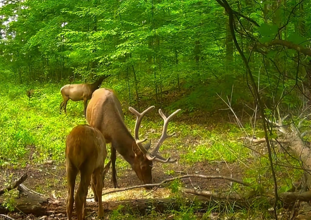 Homes for sale in Johannesburg, MI | 00 Beckett, Johannesburg, MI 49751 | MLS# 80062217