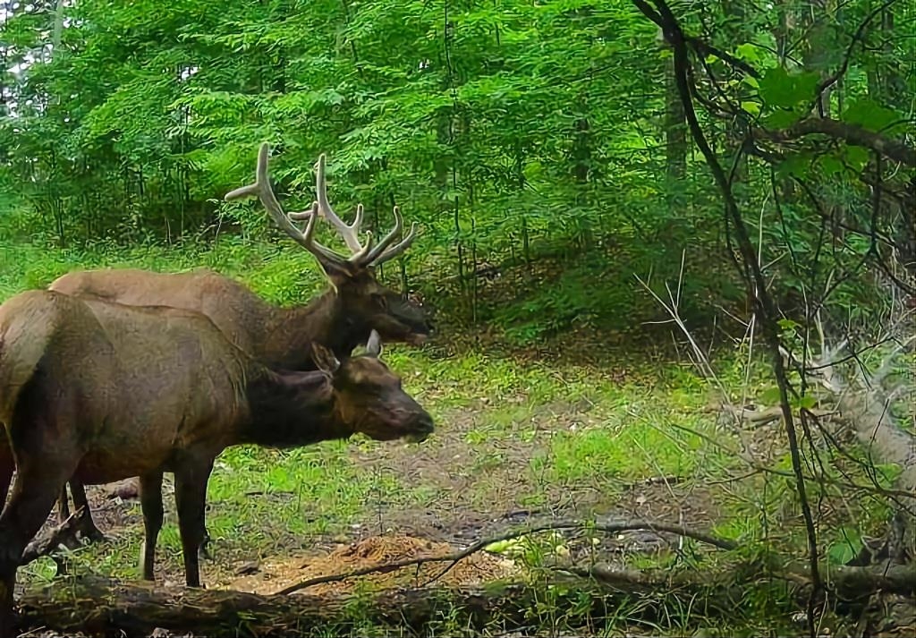 Homes for sale in Johannesburg, MI | 00 Beckett, Johannesburg, MI 49751 | MLS# 80062217