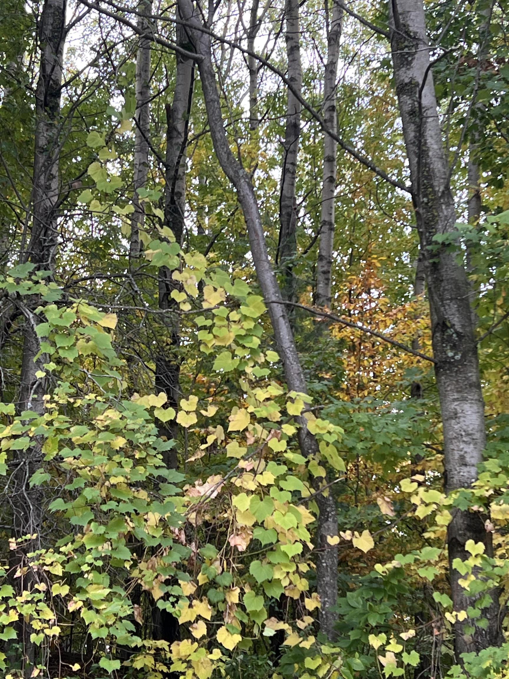 Homes for sale in Rapid City, MI | Lot 77 Valley View Ct, Rapid City, MI 49676 | MLS# 80062937