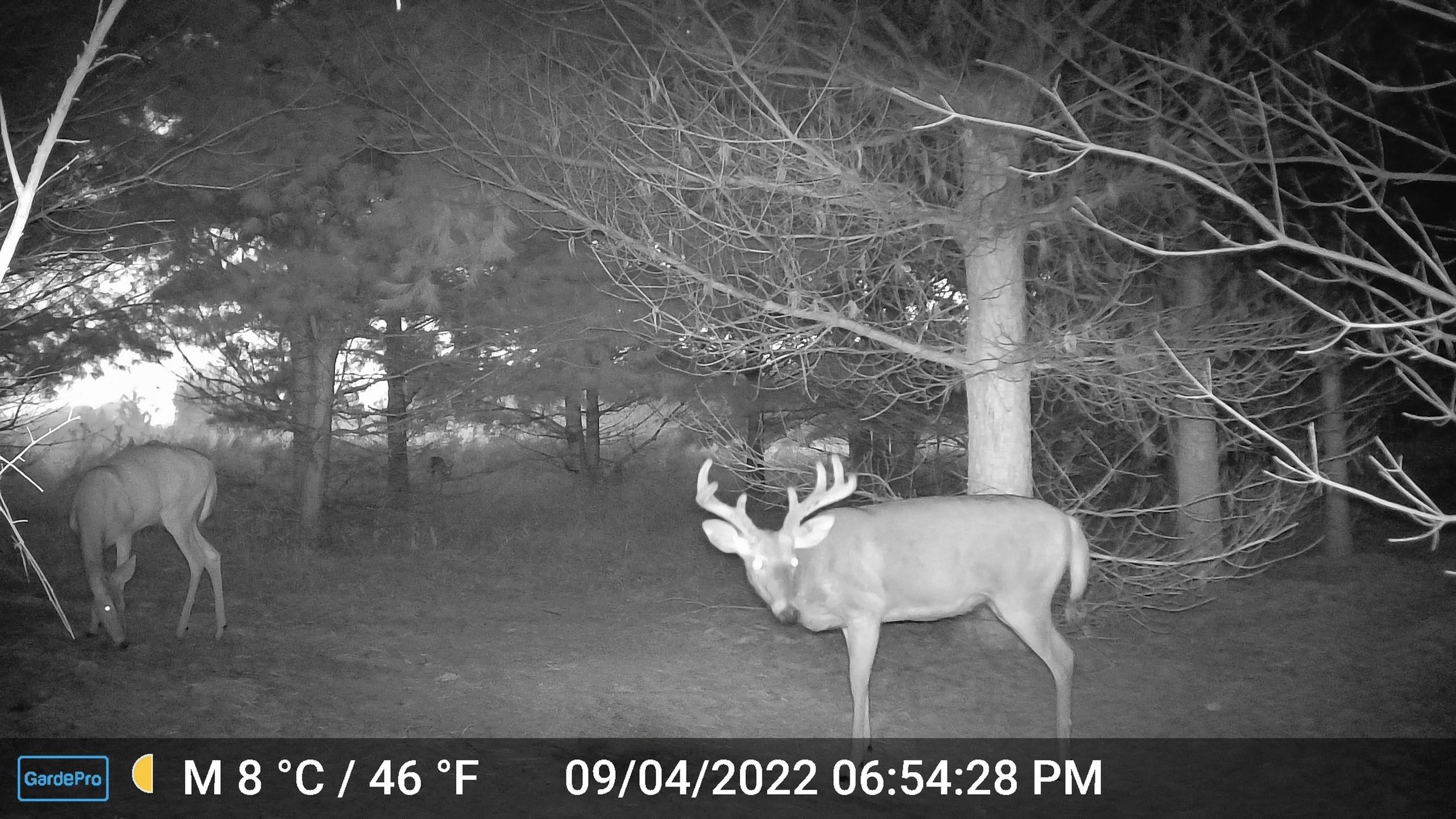 Homes for sale in Evart, MI | 3626 90Th Ave, Evart, MI 49631 | MLS# 80062961