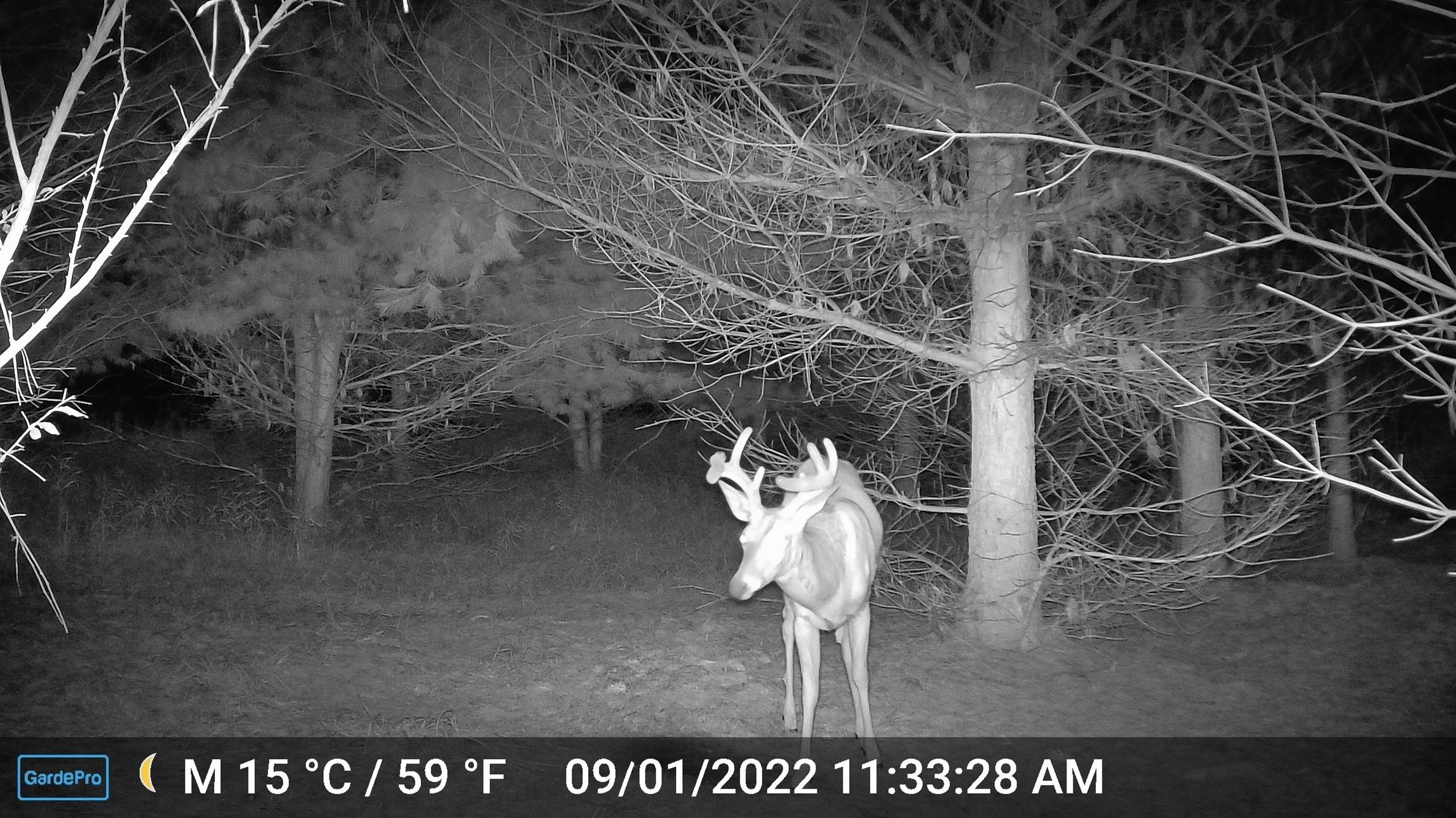 Homes for sale in Evart, MI | 3626 90th Ave, Evart, MI 49631 | MLS# 80062961