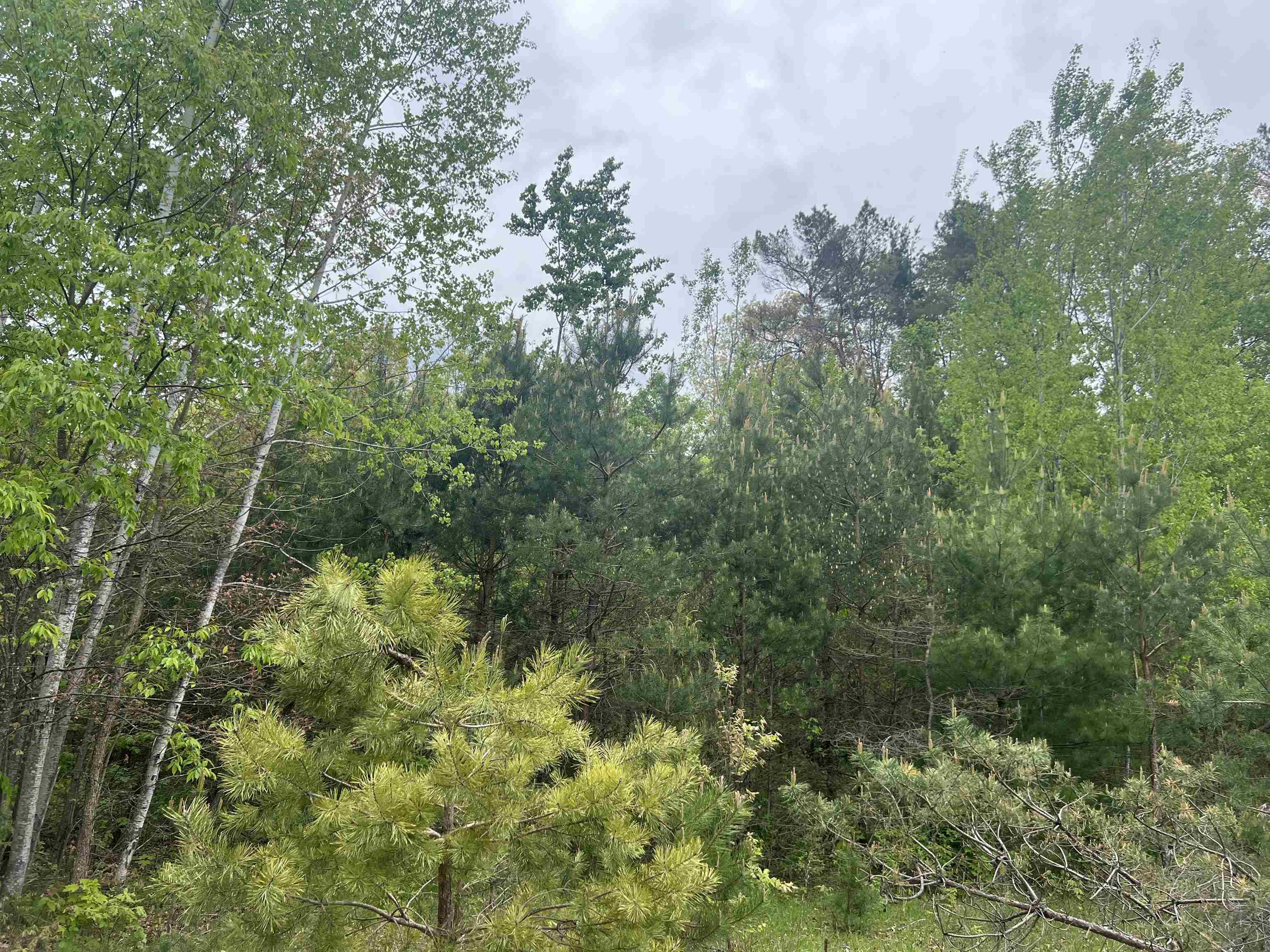 Homes for sale in Mancelona, MI | Lot 388 Wyndwood Dr, Mancelona, MI 49659 | MLS# 80063196