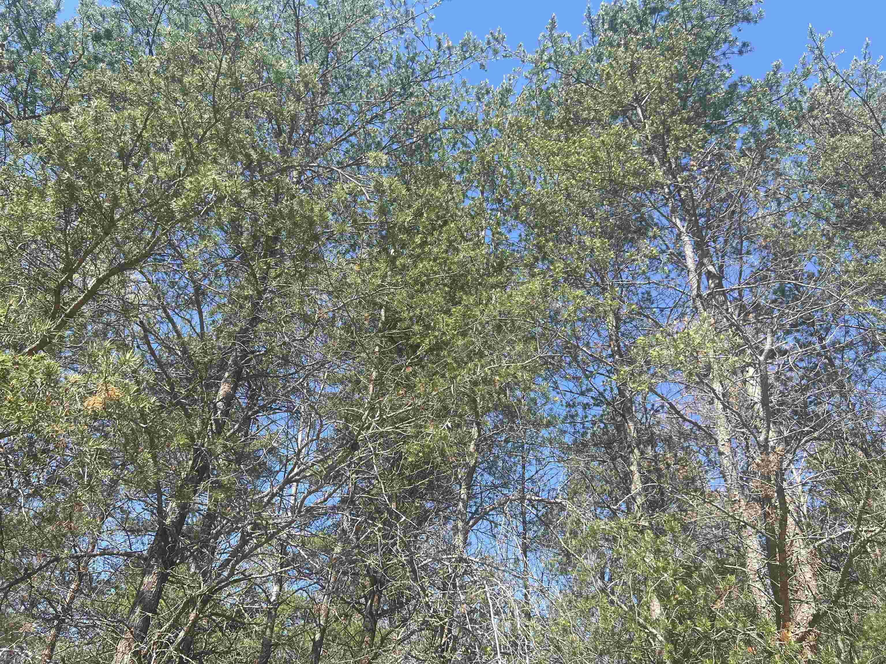 Homes for sale in Mancelona, MI | Lot 388 Wyndwood Dr, Mancelona, MI 49659 | MLS# 80063196