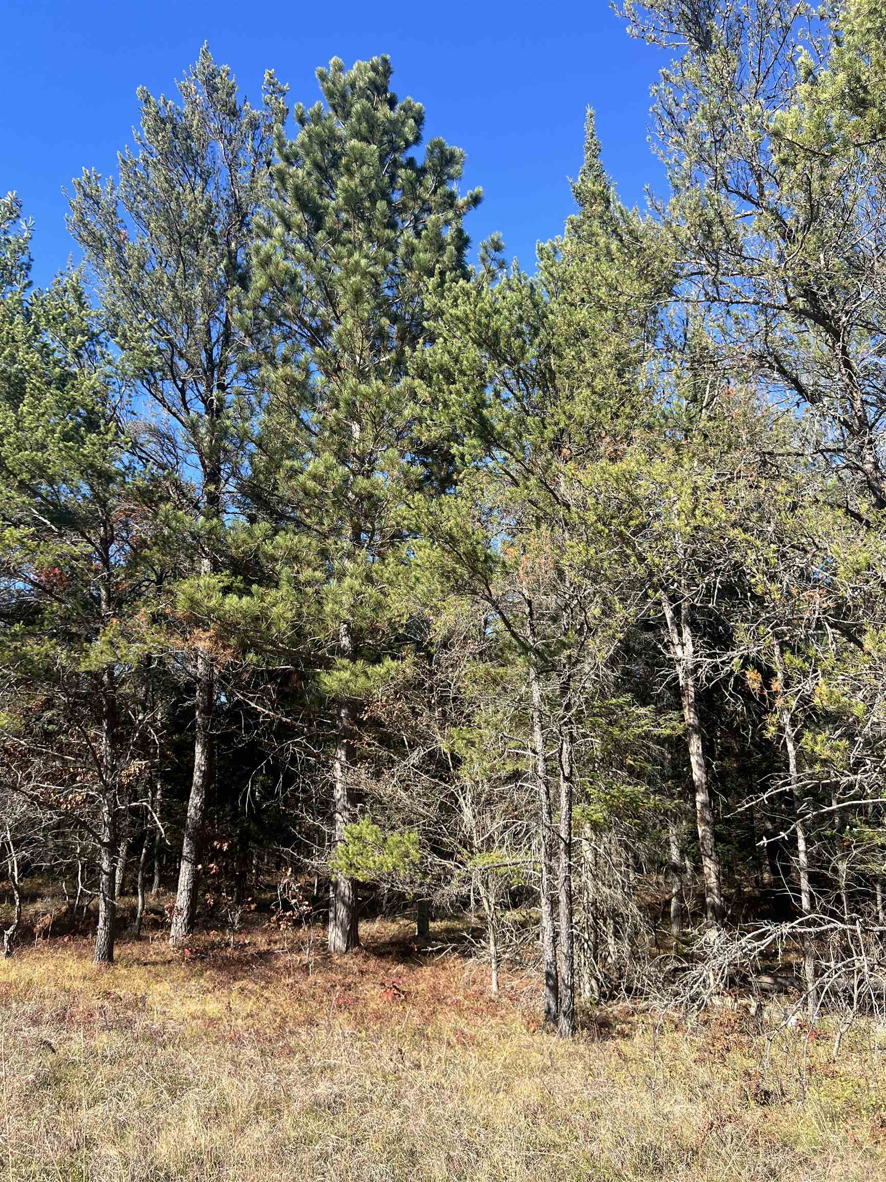 Homes for sale in Grayling, MI | 0000 E North Down River Rd, Grayling, MI 49738 | MLS# 80063264