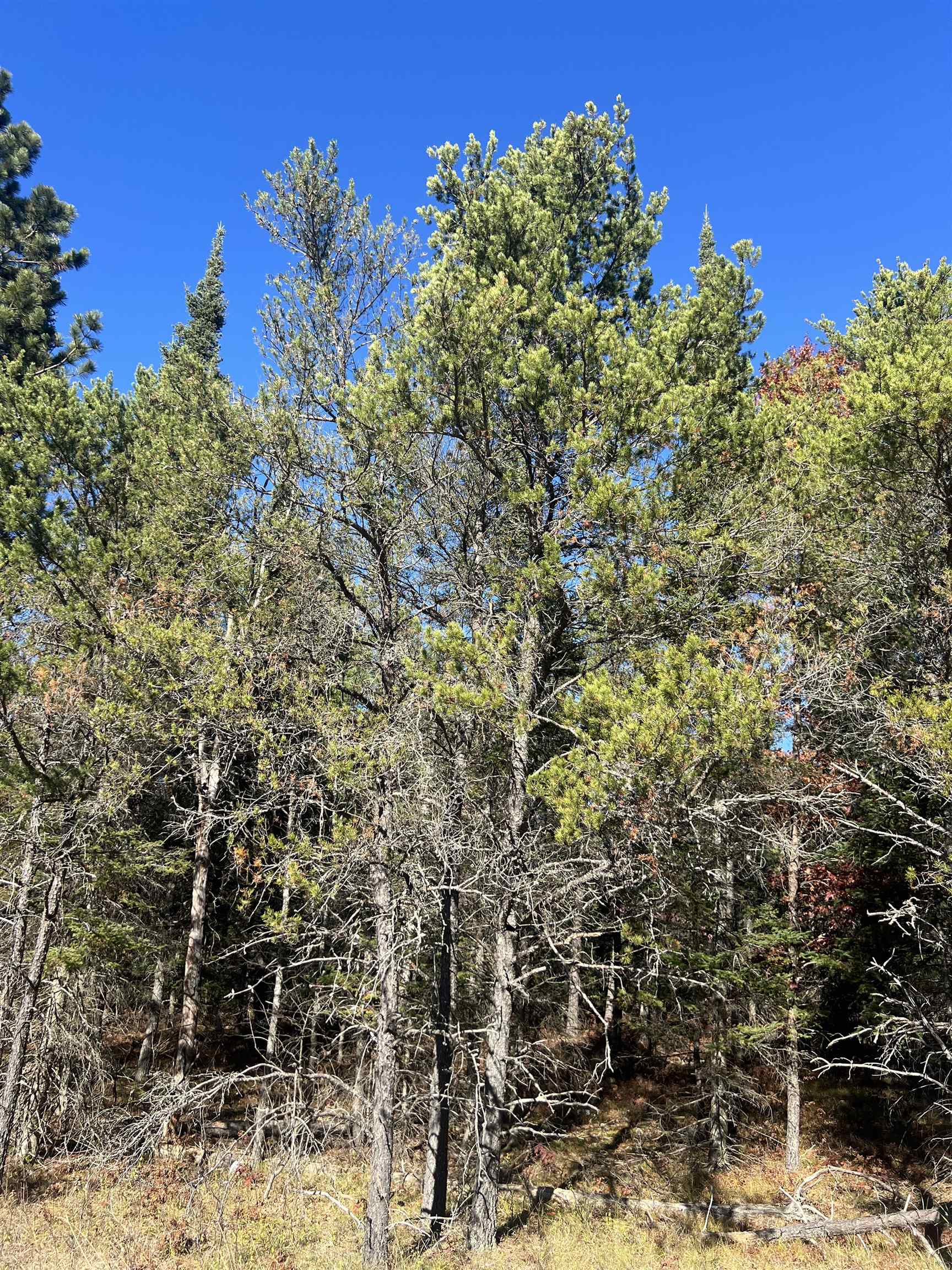 Homes for sale in Grayling, MI | 00 E North Down River Rd, Grayling, MI 49738 | MLS# 80063265