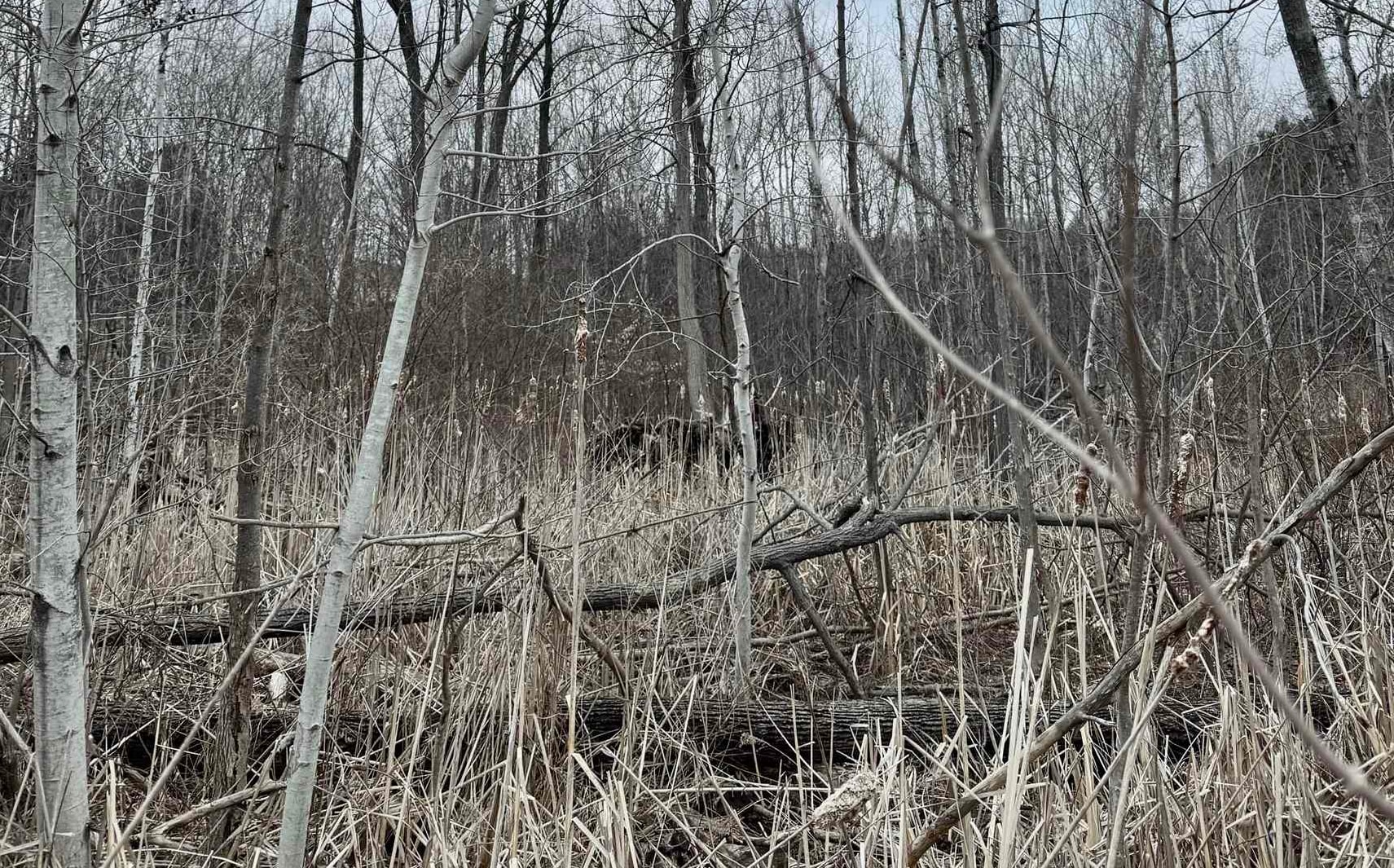 Homes for sale in Cedar, MI | E Hidden Beech Dr, Cedar, MI 49621 | MLS# 80063611