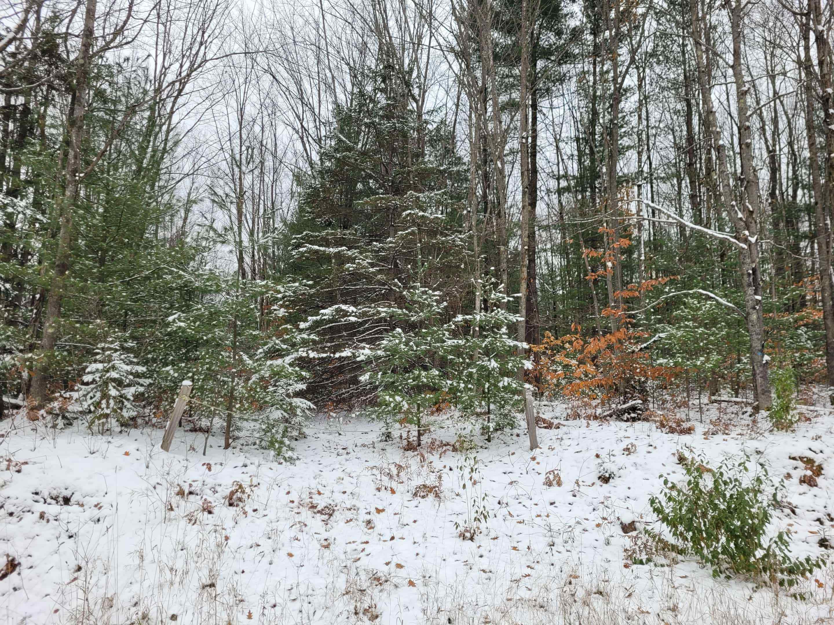 Homes for sale in Mesick, MI | 11771 W 16 Rd, Mesick, MI 49668 | MLS# 80063663