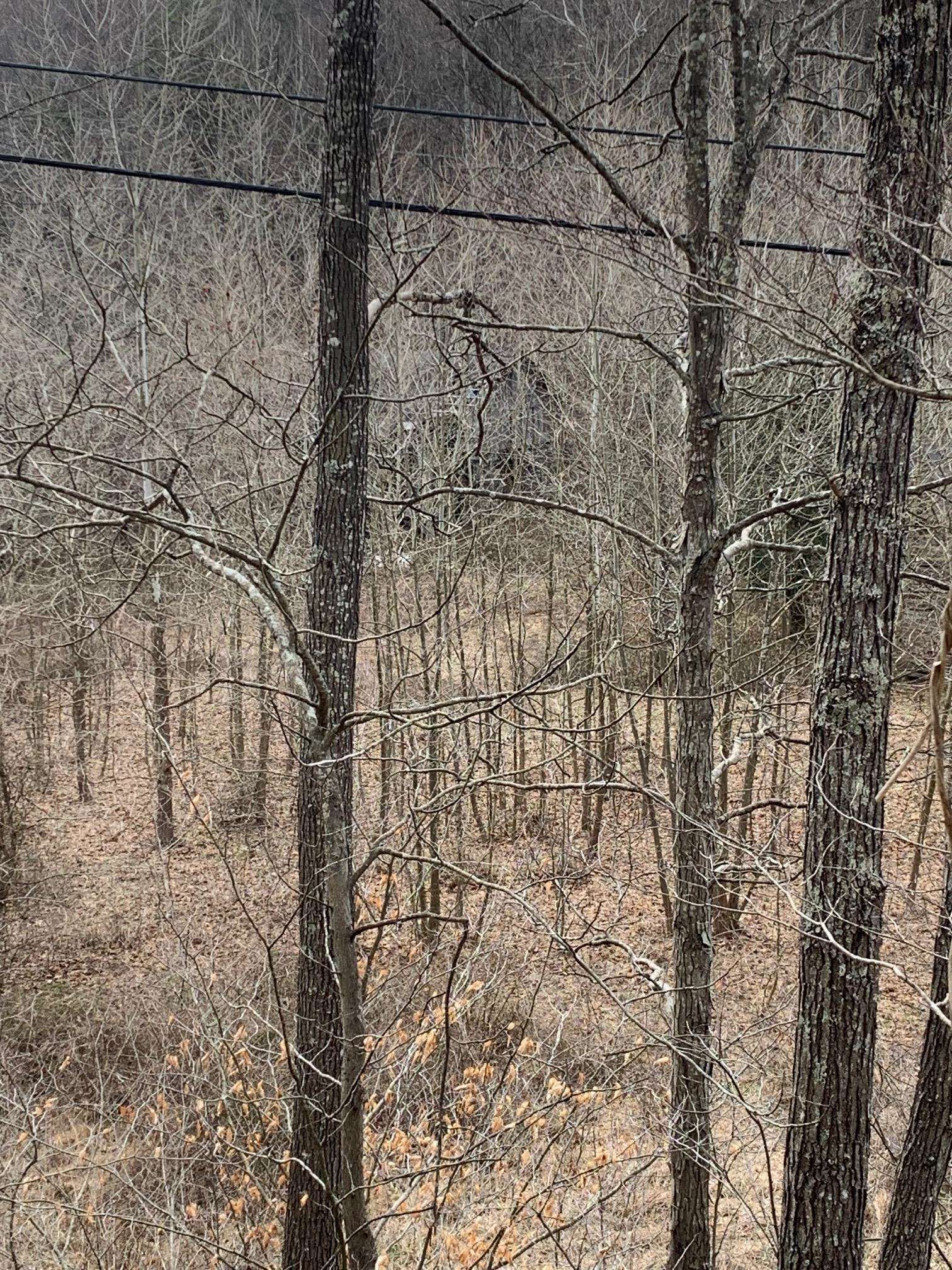 Cooksey Fork, 58 +/- acres