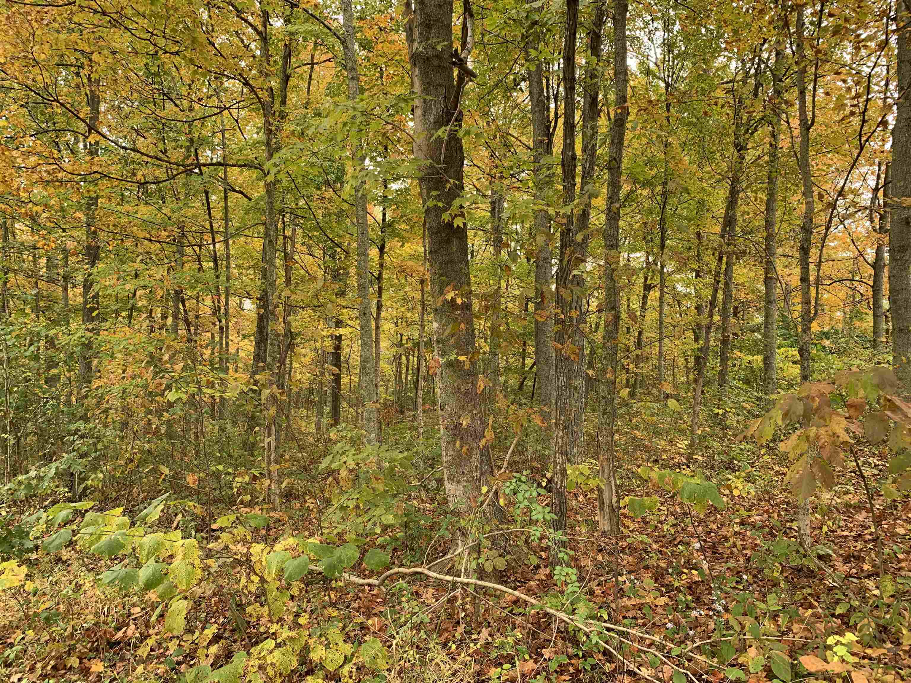 Cooper Ridge 12+/- Acres