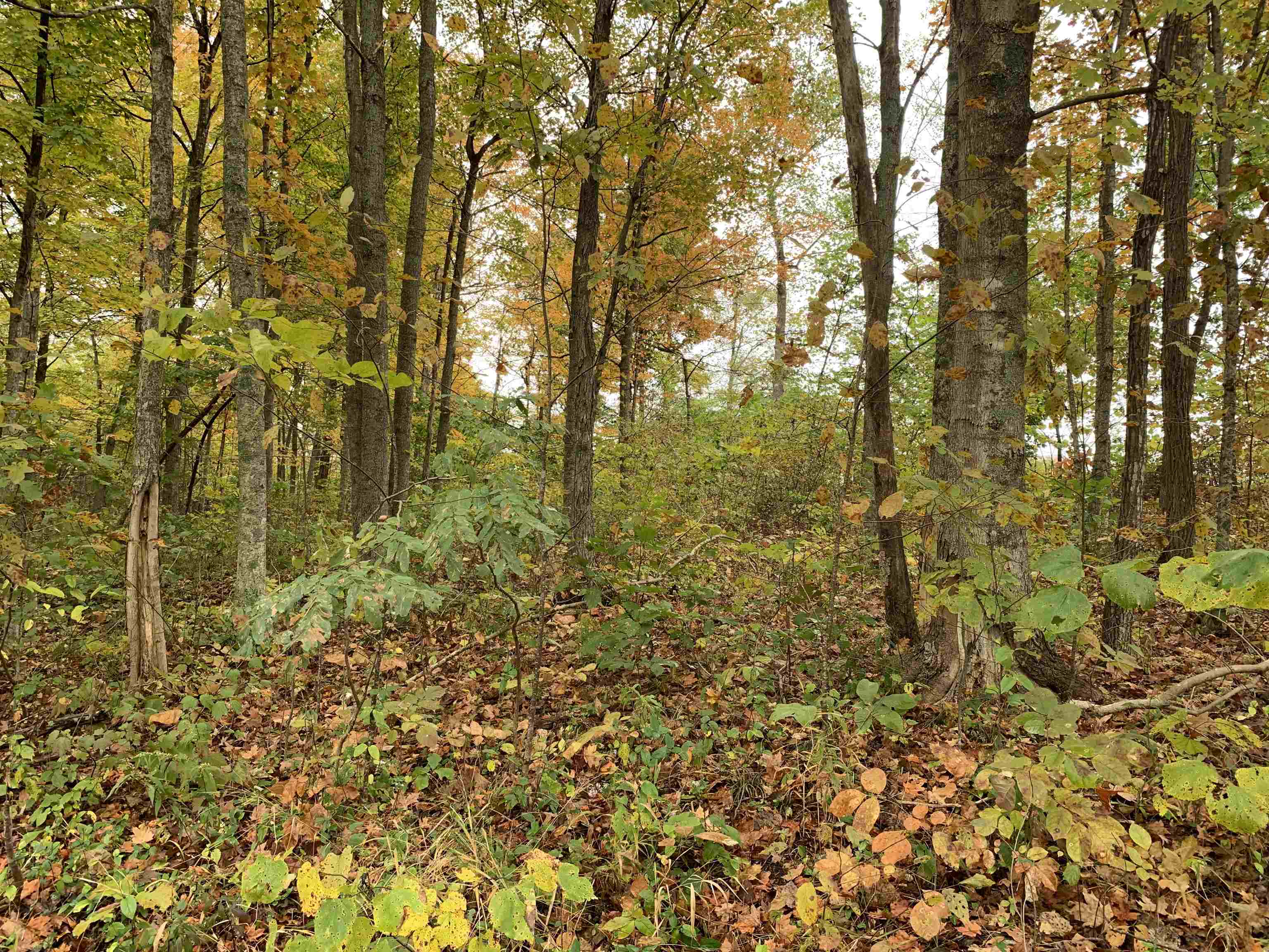 Cooper Ridge 12+/- Acres