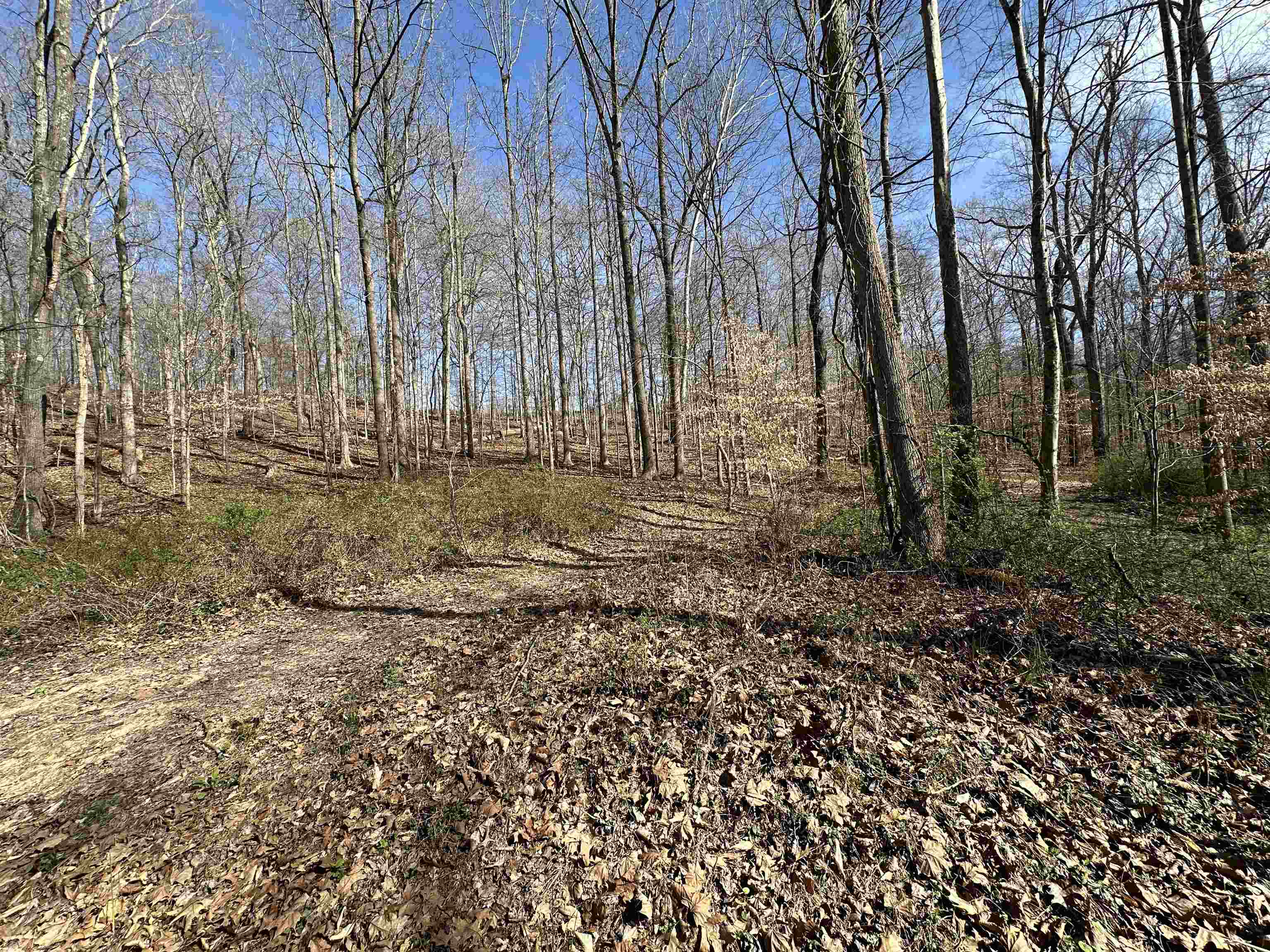 Forest Ave & Woodland Court