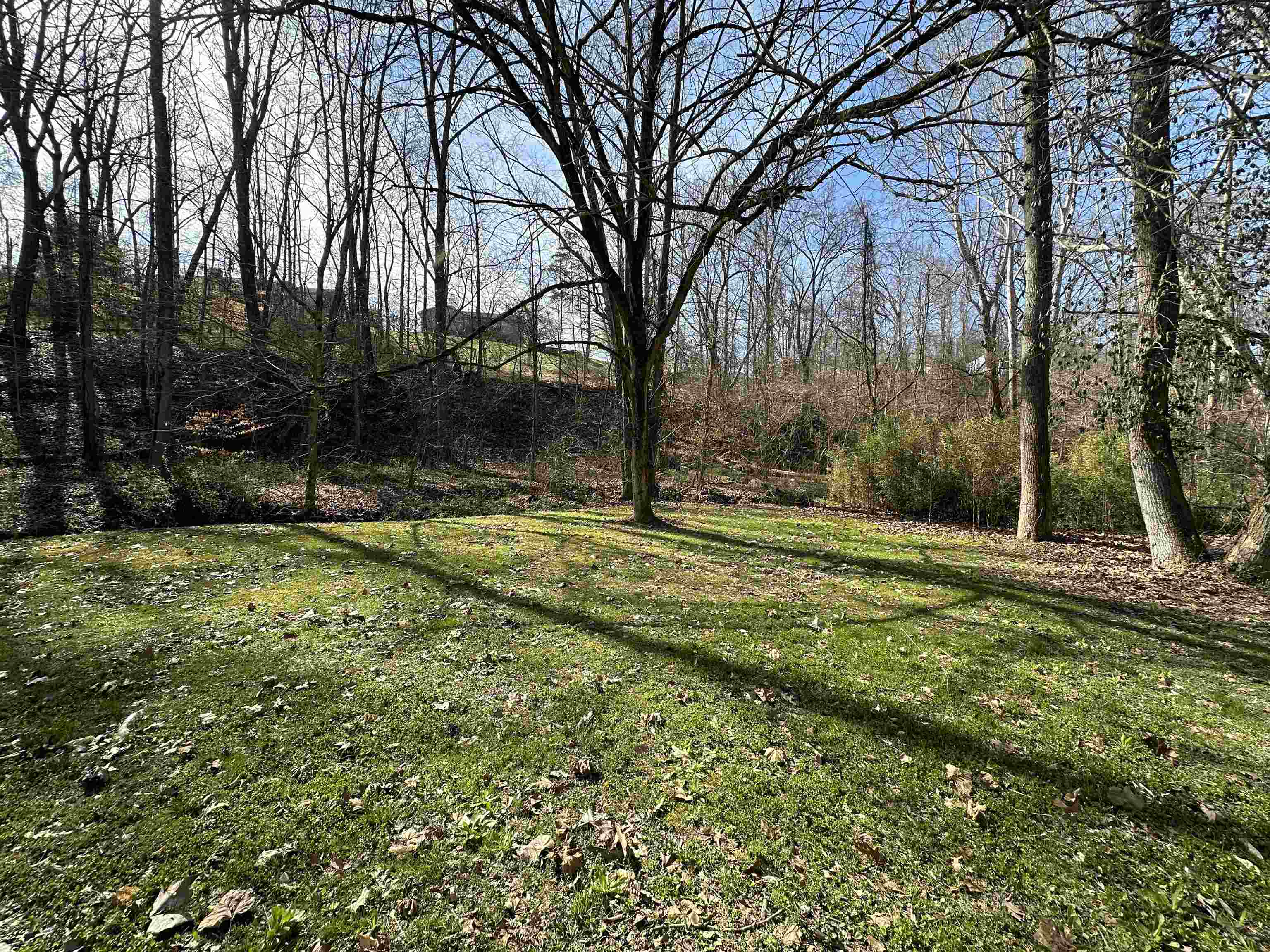 Forest Ave & Woodland Court