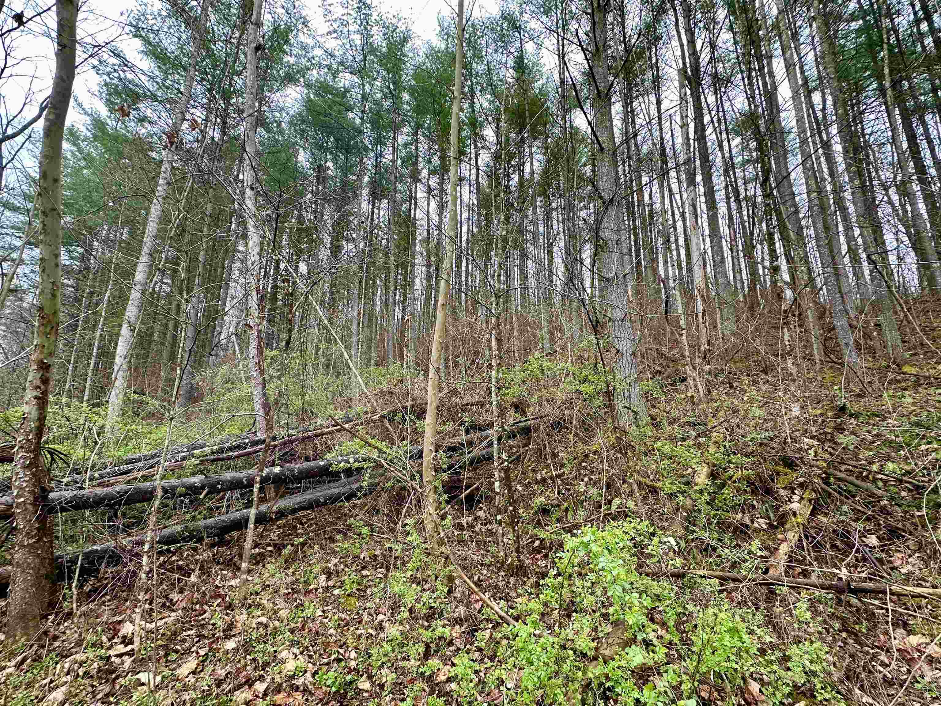 Perry Rose Branch