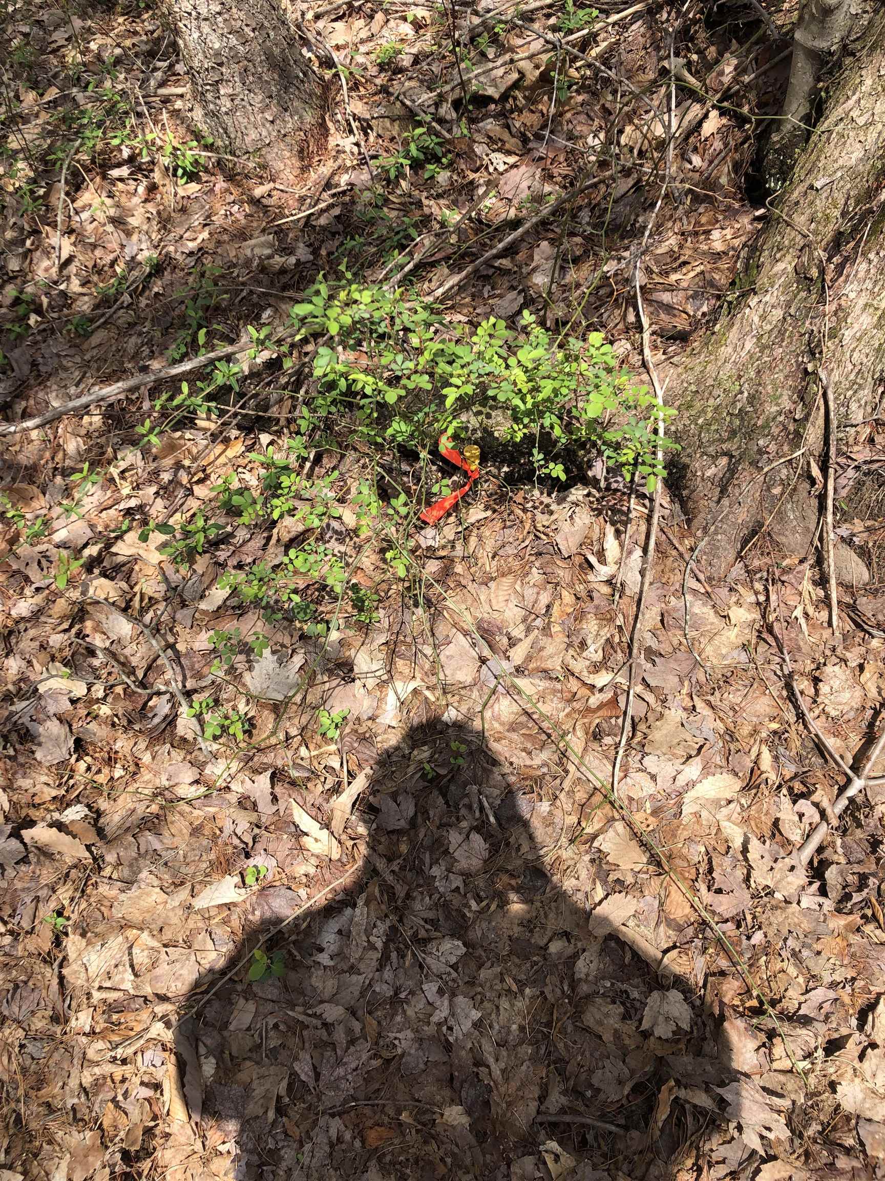 1147 Lowder Fork