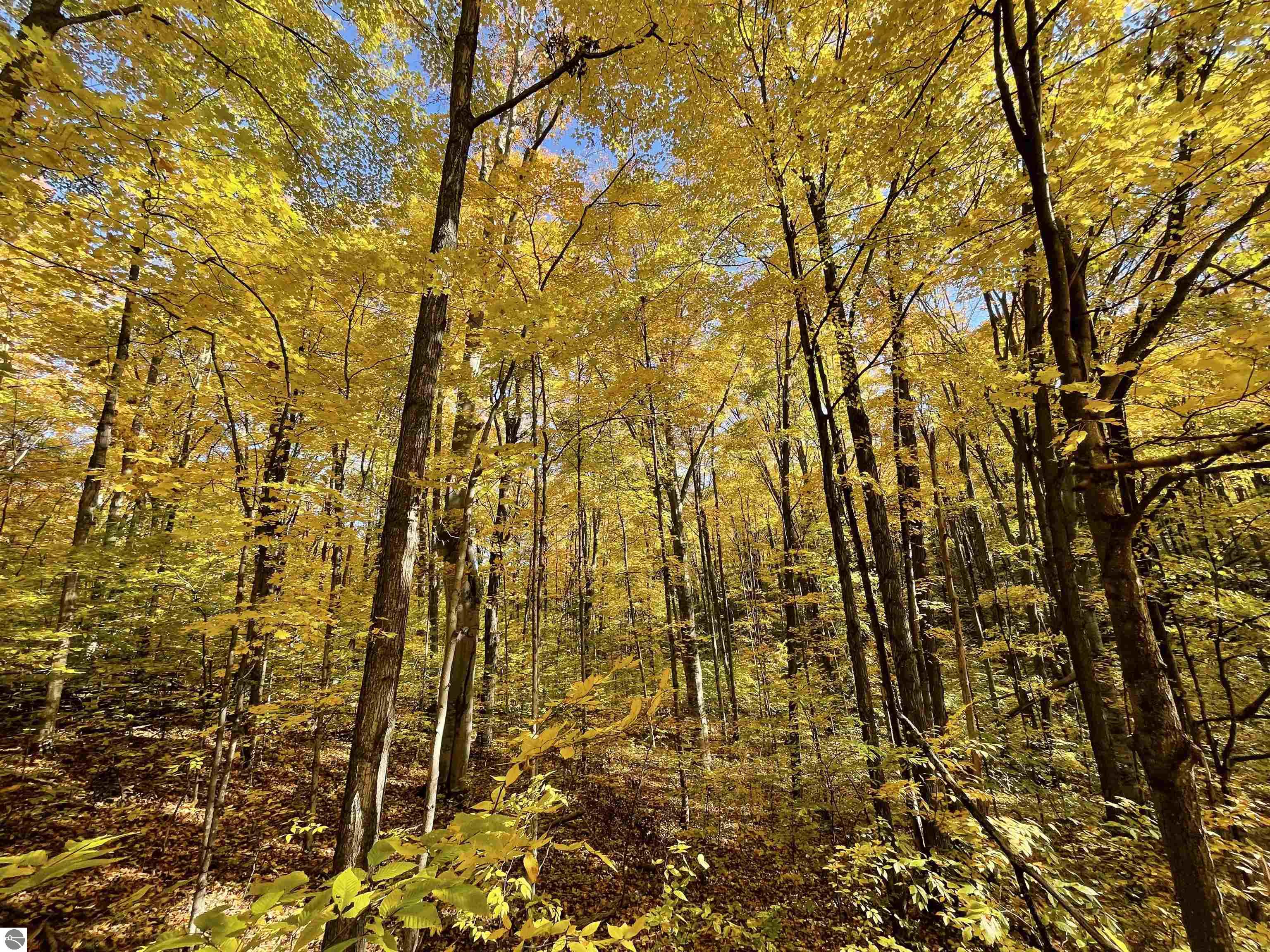 7339 Dockery Road Kalkaska, MI 49690 184,900