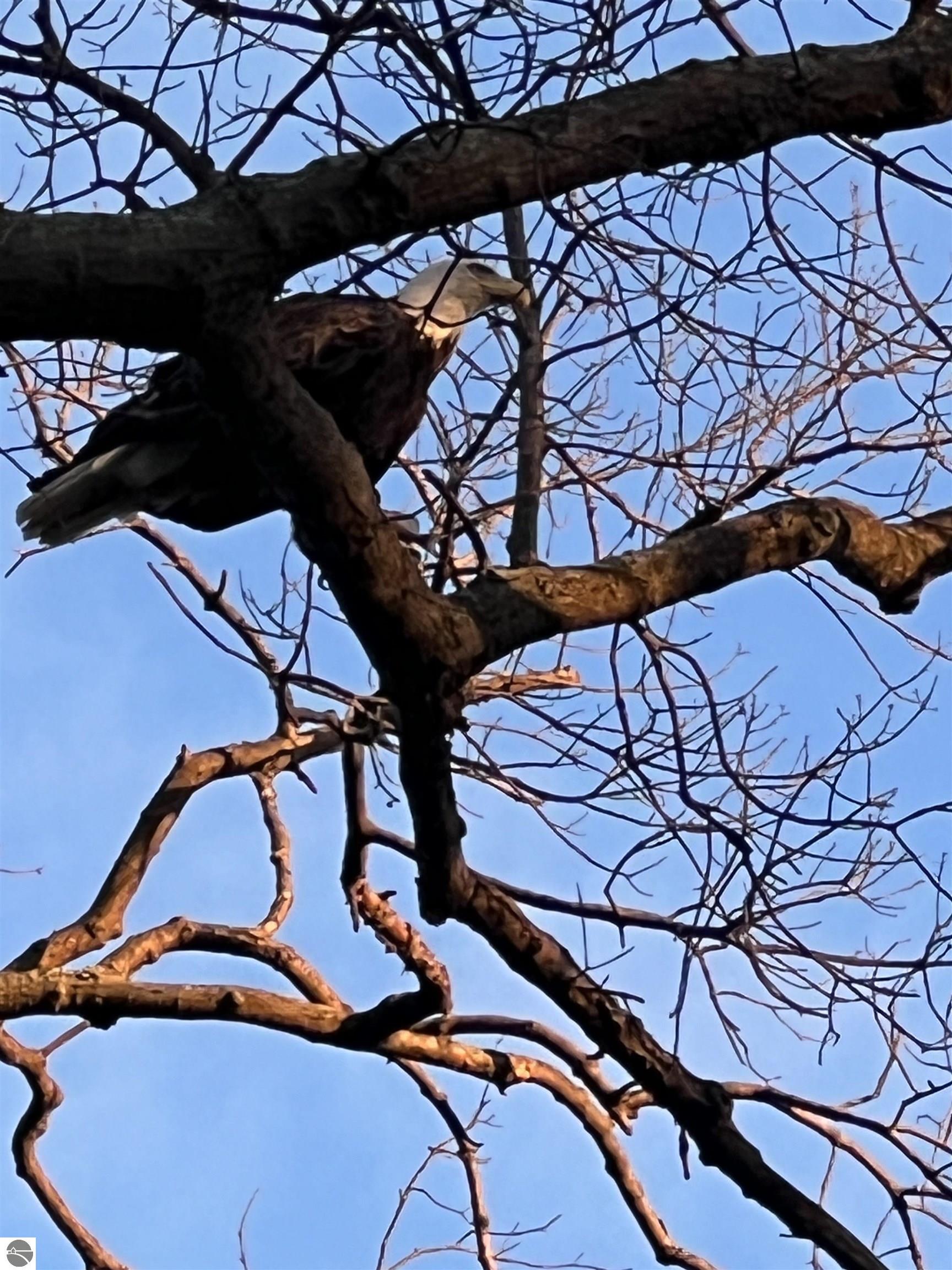 Click to enlarge photo