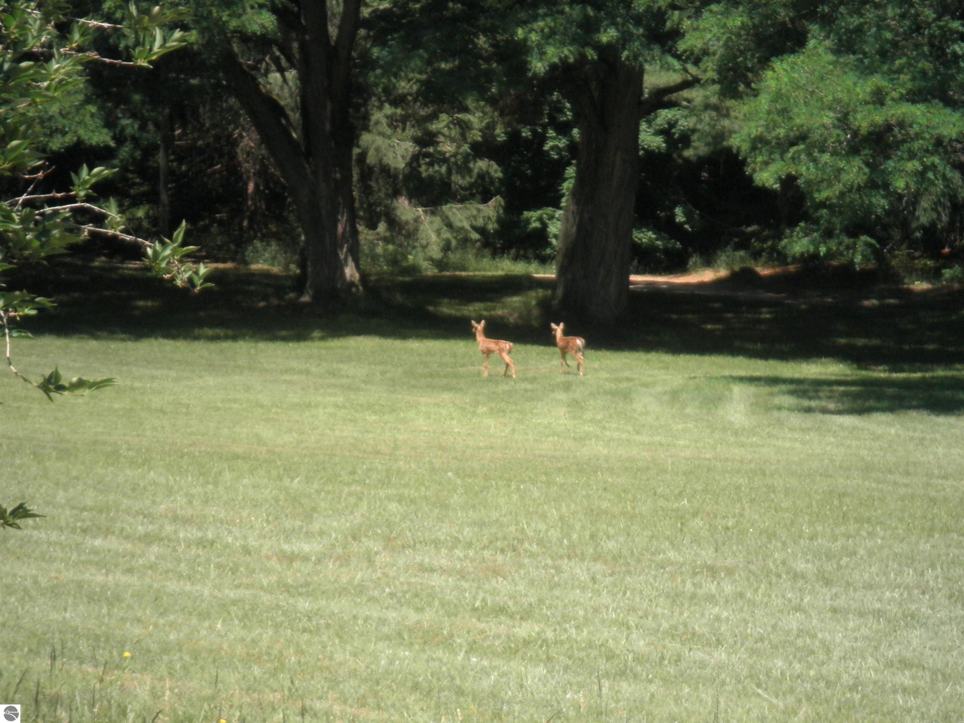 351 N M-88, Central Lake, MI 49622 — Photo 31
