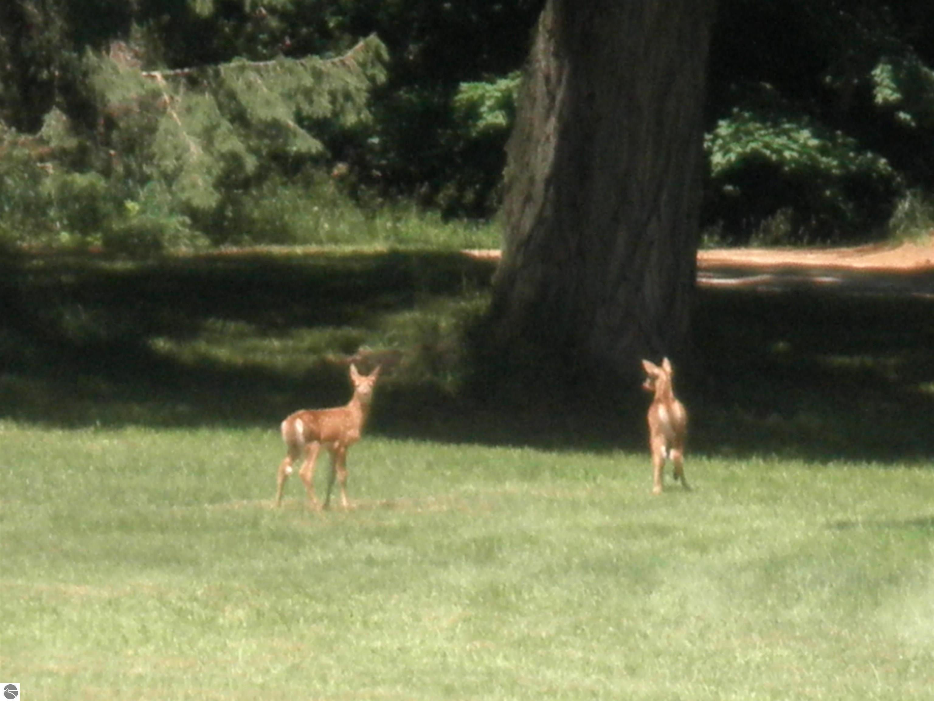 351 N M-88, Central Lake, MI 49622 — Photo 32