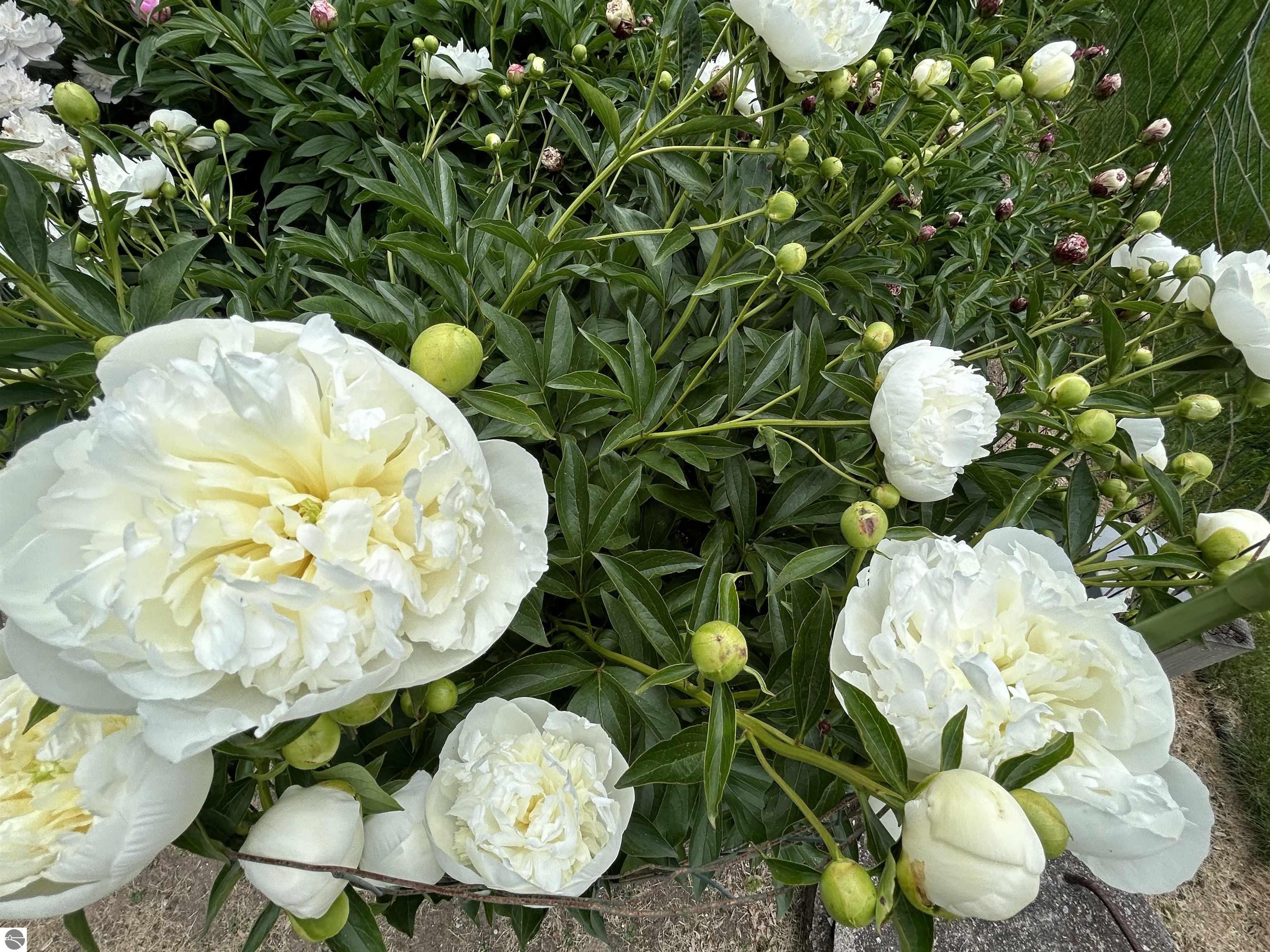 Click to enlarge photo