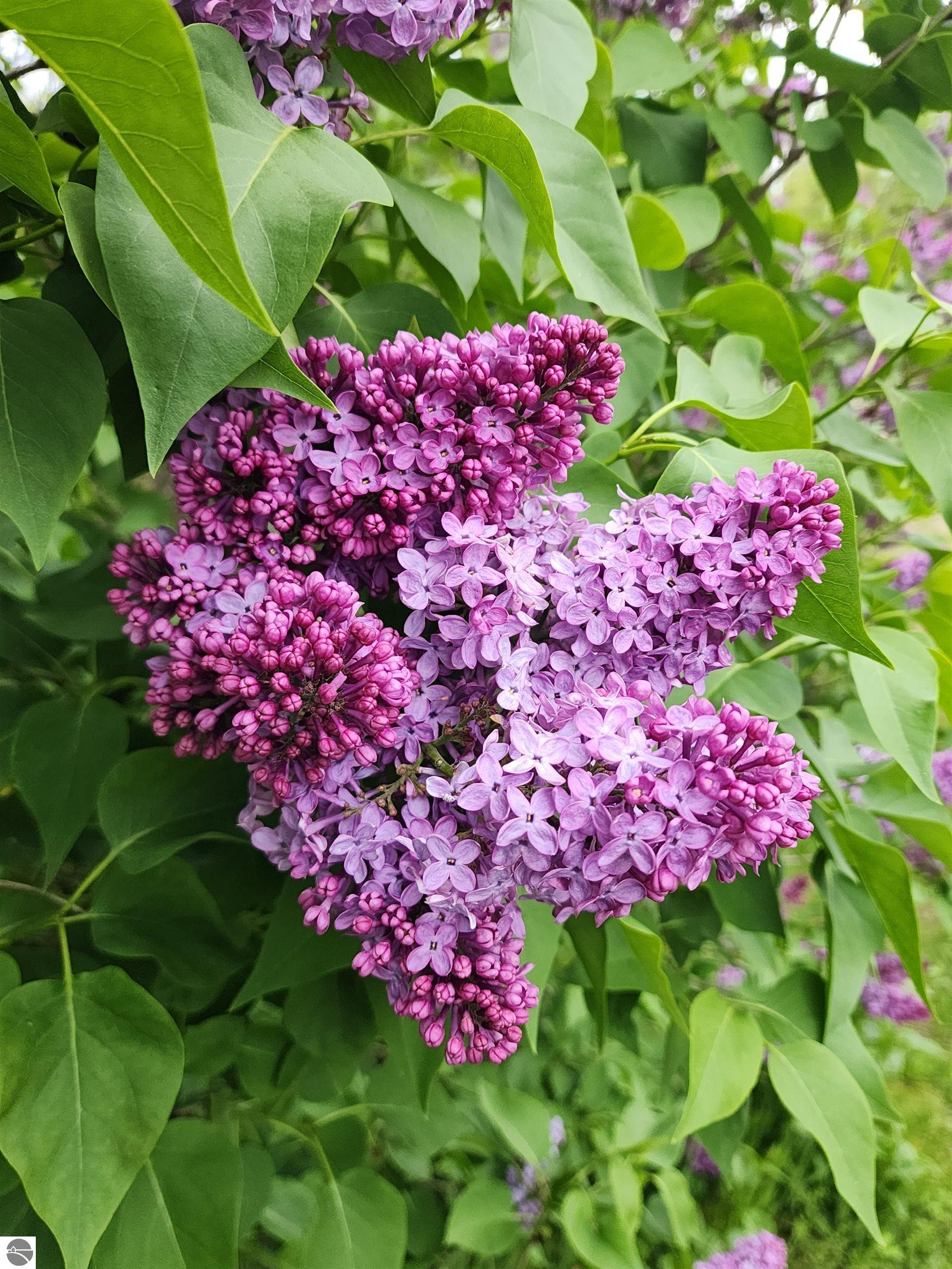 Click to enlarge photo