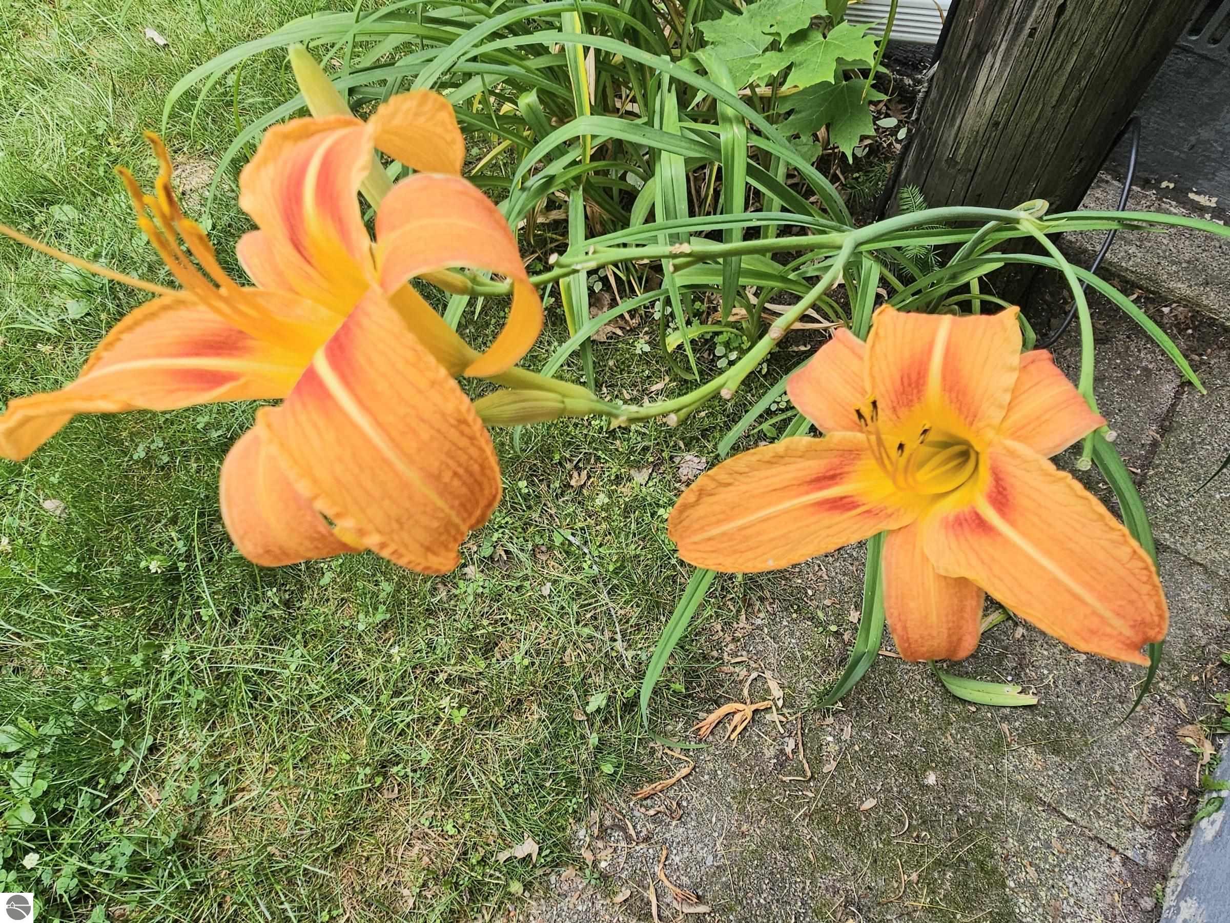 Click to enlarge photo