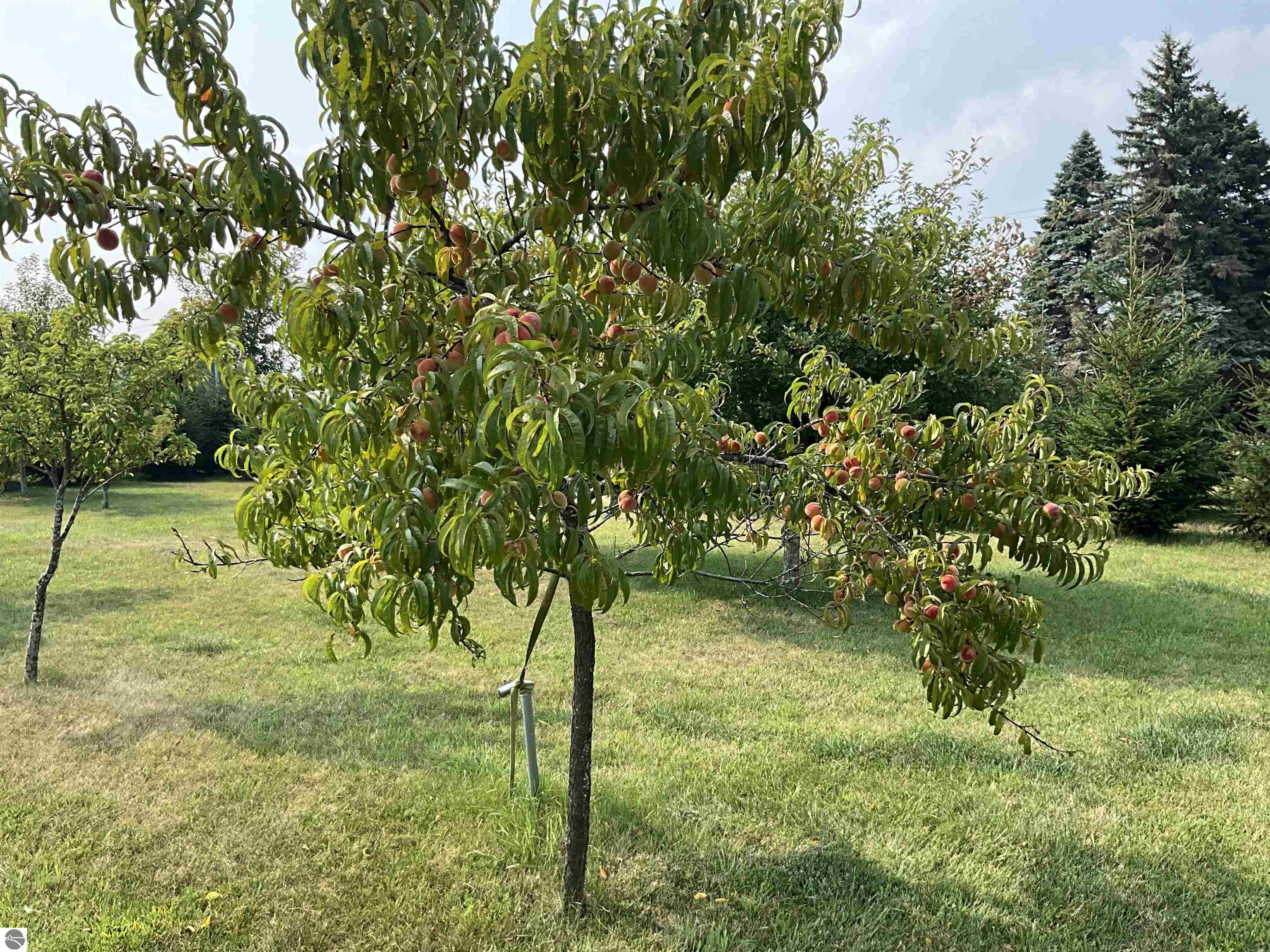 3635 W Washington Road, Ithaca, MI 48847 — Photo 42