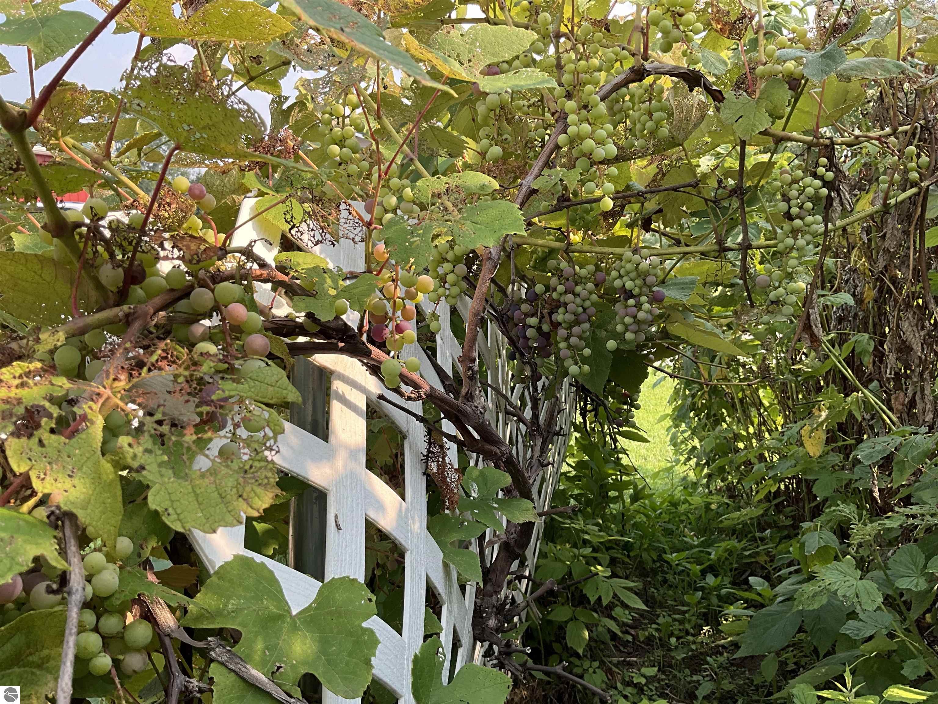 3635 W Washington Road, Ithaca, MI 48847 — Photo 45