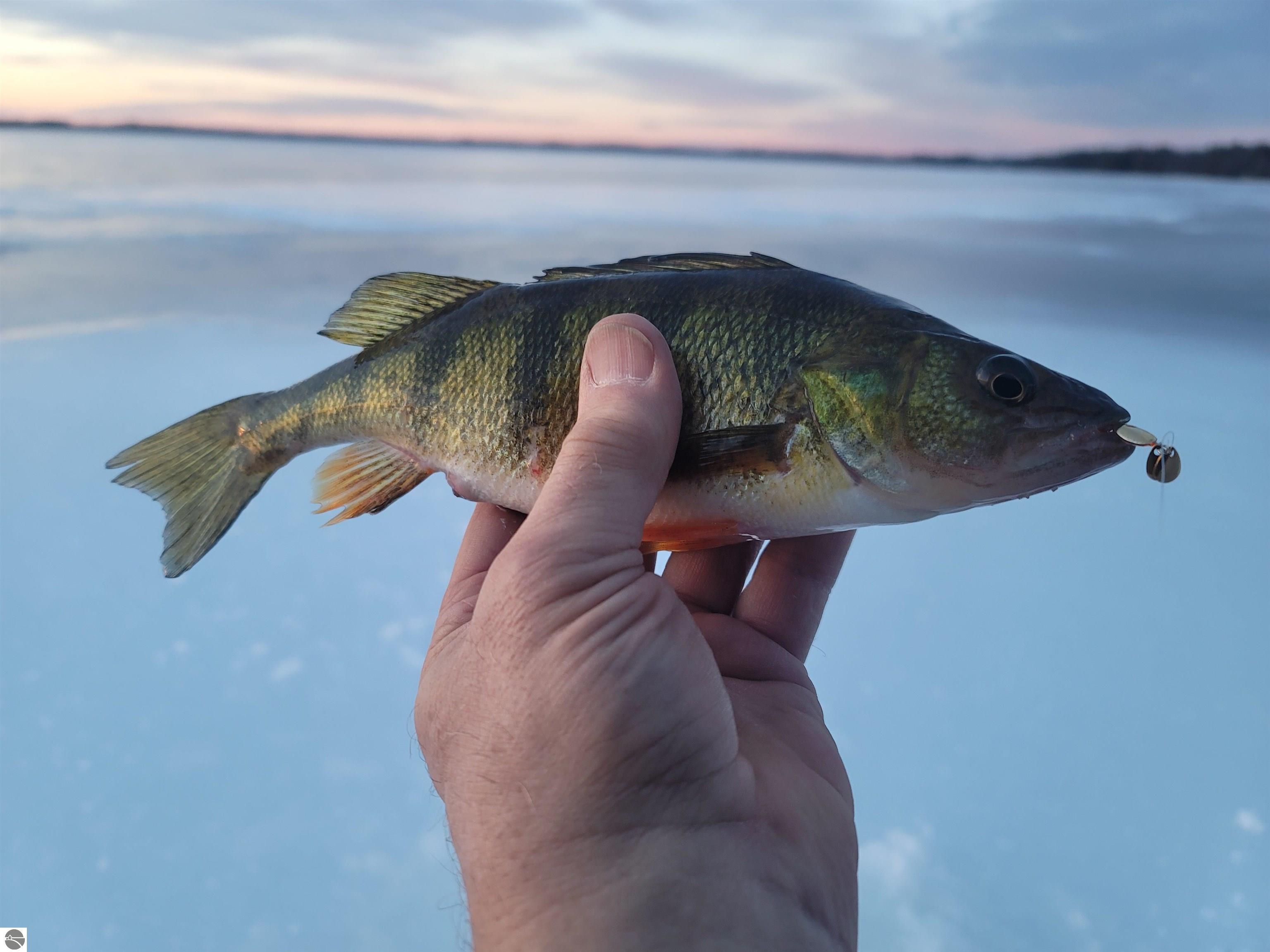 Click to enlarge photo