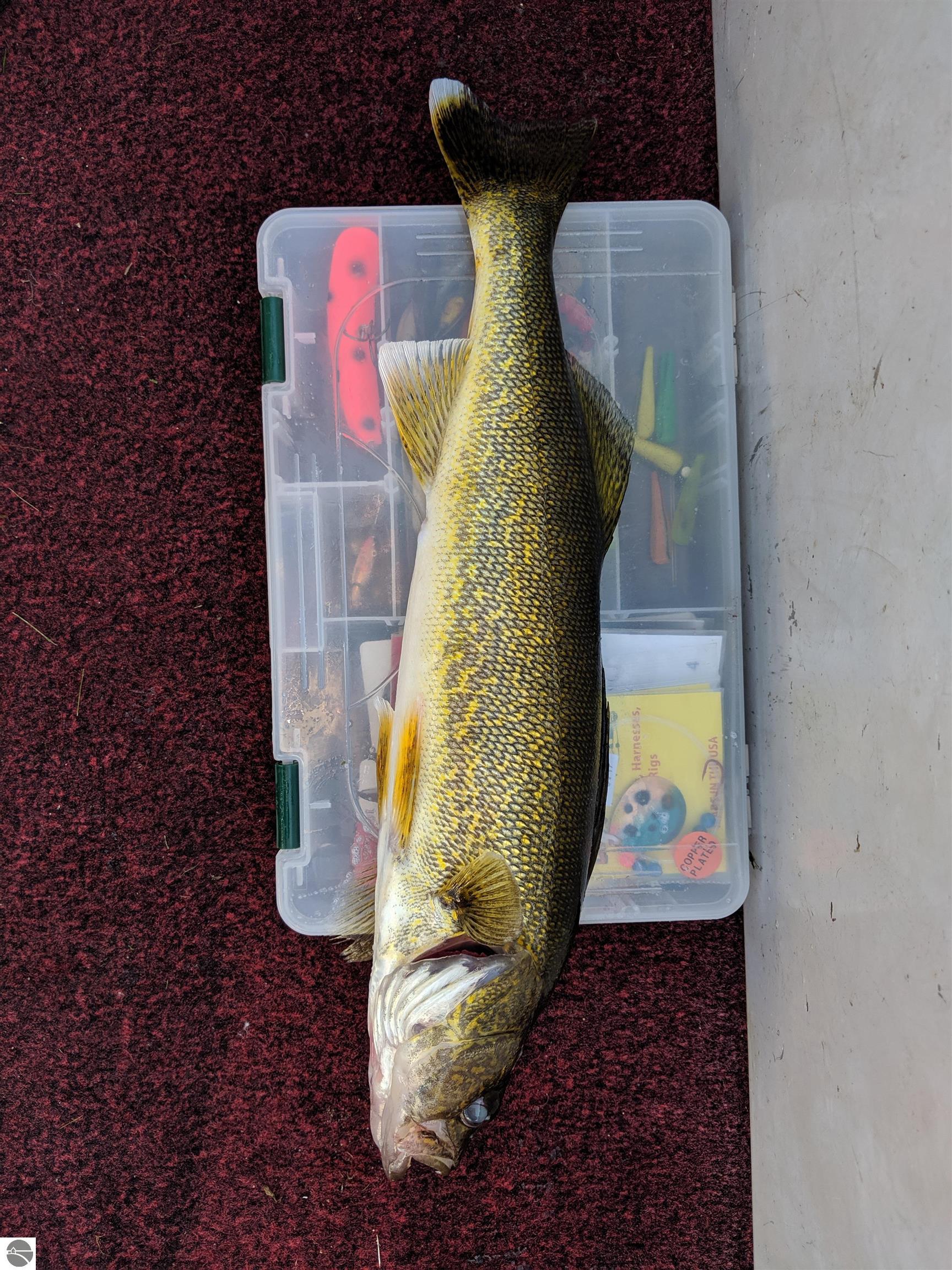 Click to enlarge photo