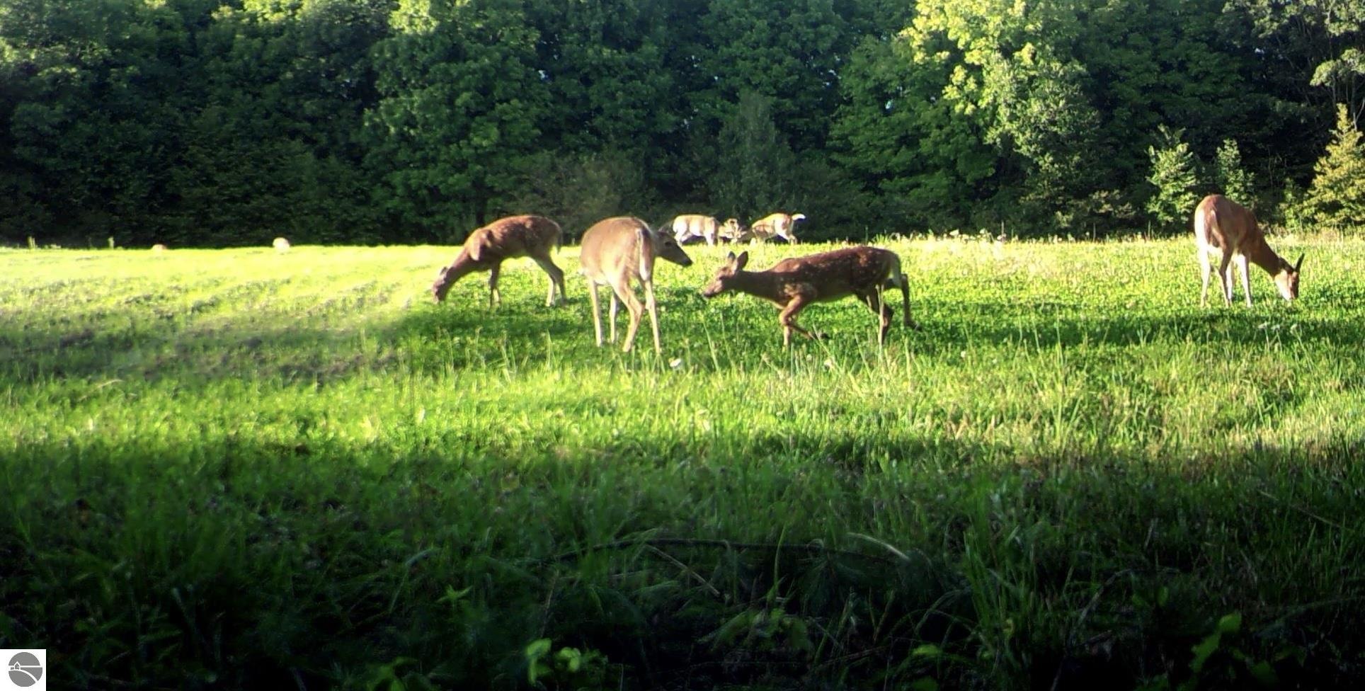 18011 13 Mile Road, Leroy, MI 49655 — Photo 24