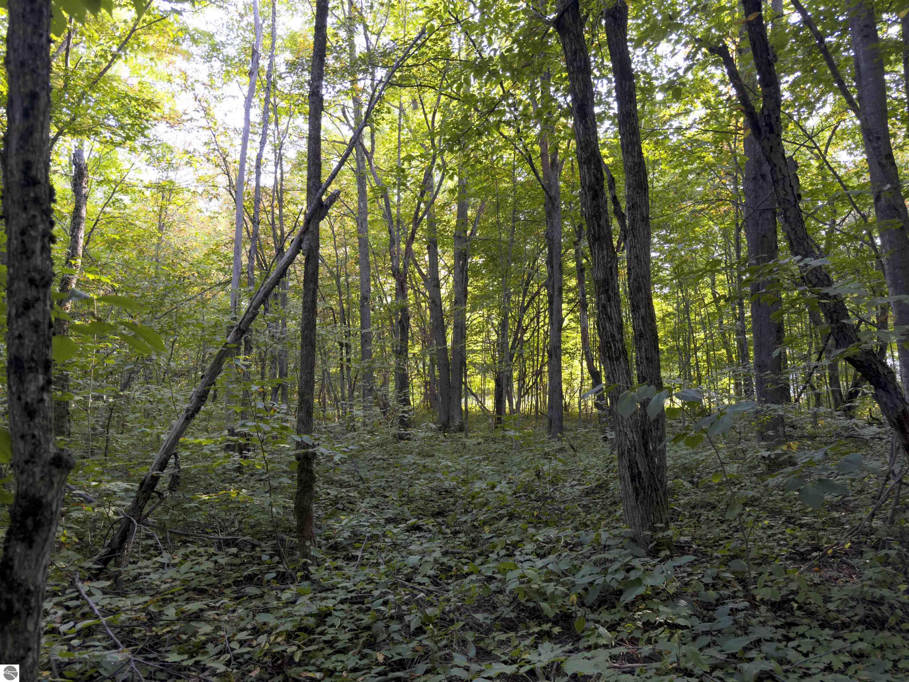 3191 Tucker Road, Elmira, MI 49730 — Photo 46