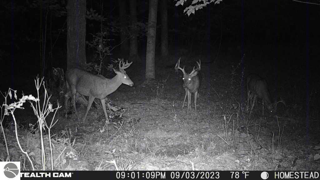 Click to enlarge photo