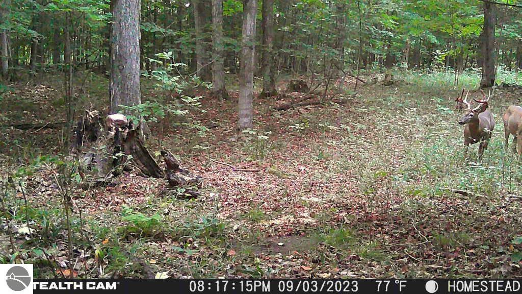 Click to enlarge photo