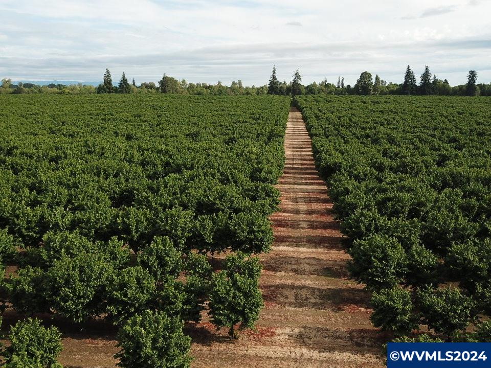 This 121-acre well maintained hazelnut orchard is professionally managed and leased with a steady rate of return. The orchard has excellent production with mature Lewis & Clark varietals. Soils are predominantly Chehalis and Chapman with surface water rights. Enjoy the beautifully updated 2752 sq ft house. Other improvements include: shop and multiple storage buildings. Conveniently located just minutes to Albany in a quiet and secluded setting.