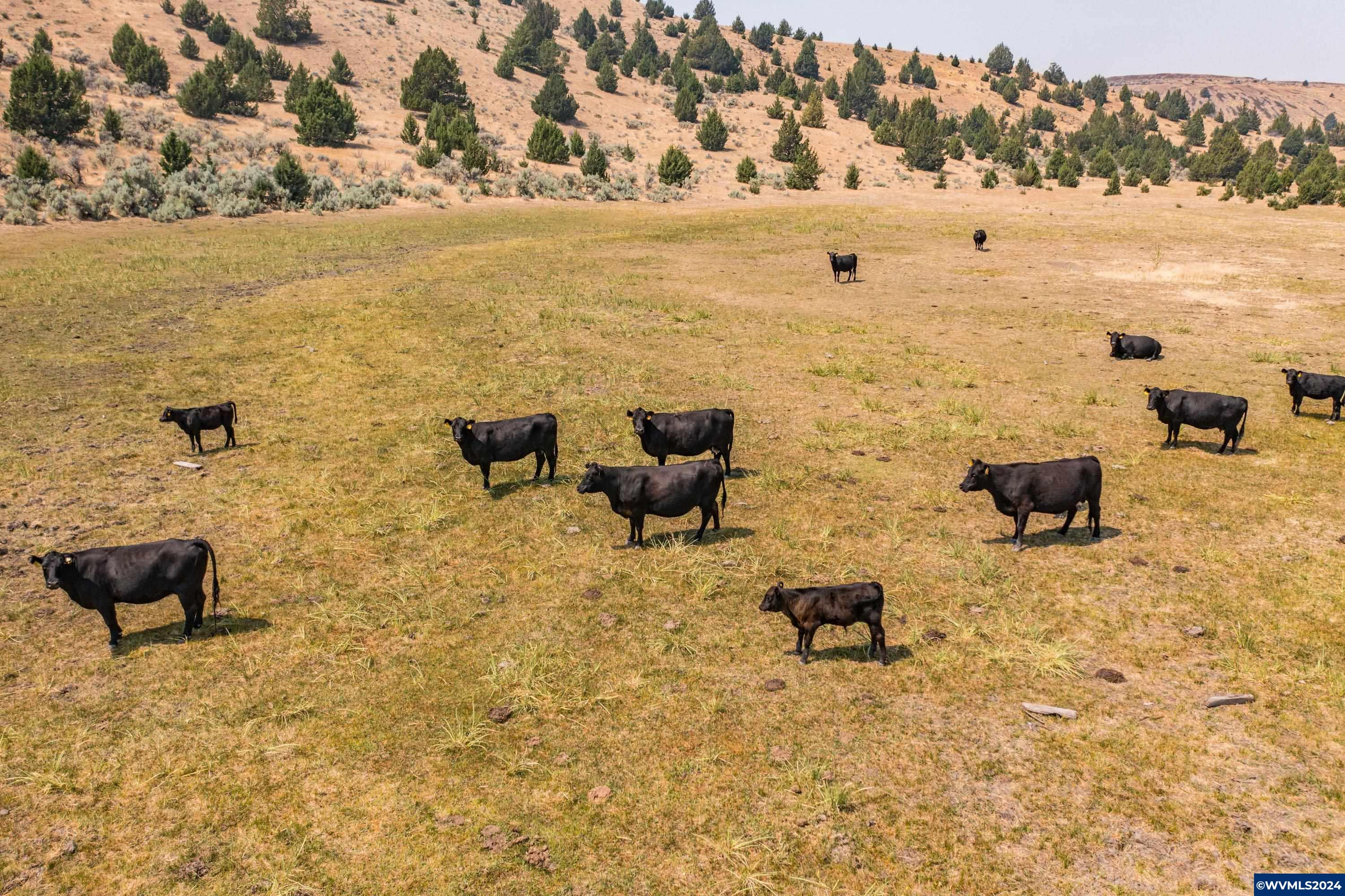 Welcome to your 12,000+/-acre Antelope Cattle Ranch, featuring extensively developed roads, springs, ponds, and watering holes that ensure easy movement from grazing to water. The predominantly gradual rolling grassland terrain and nearly 575 acres tillable/hayed ground supports a gentle & easily managed 450 cow-calf herd. These water sources, along with meadows and protected canyons, not only benefit the cattle but also create an ideal habitat for the thriving elk, deer, antelope and chukar populations.