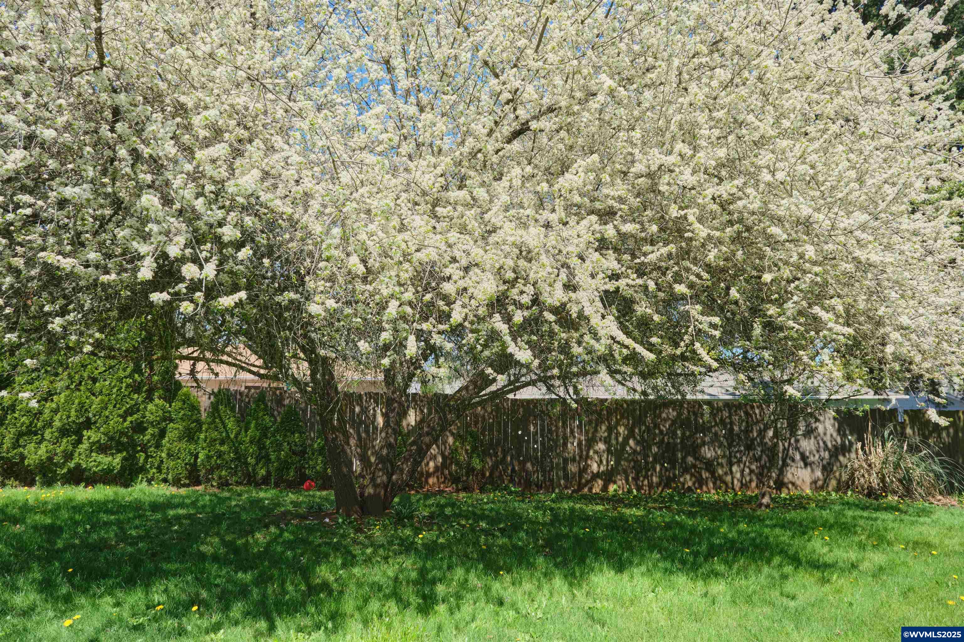 Image 39