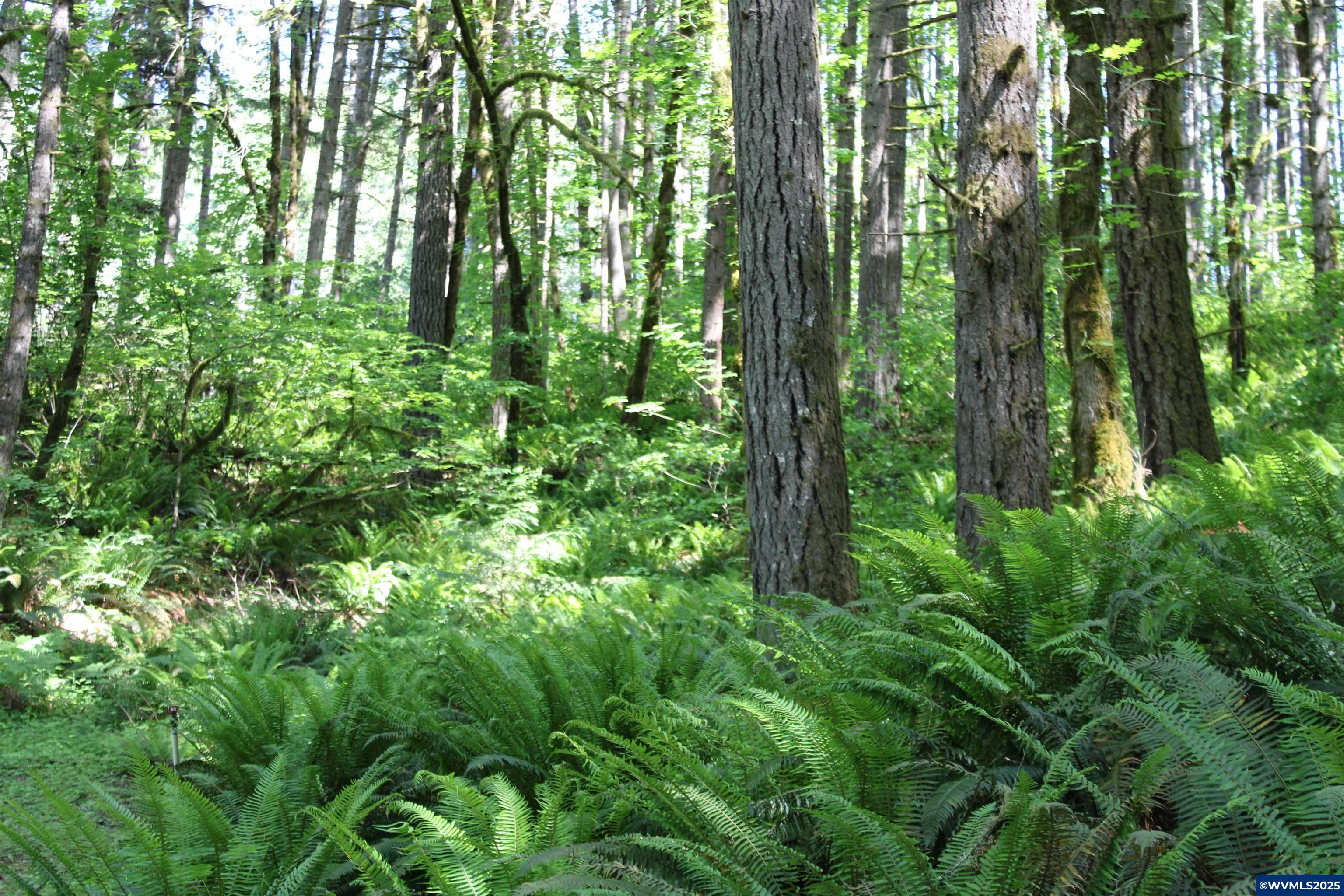 Lot 38 Mcloughlin Dr
