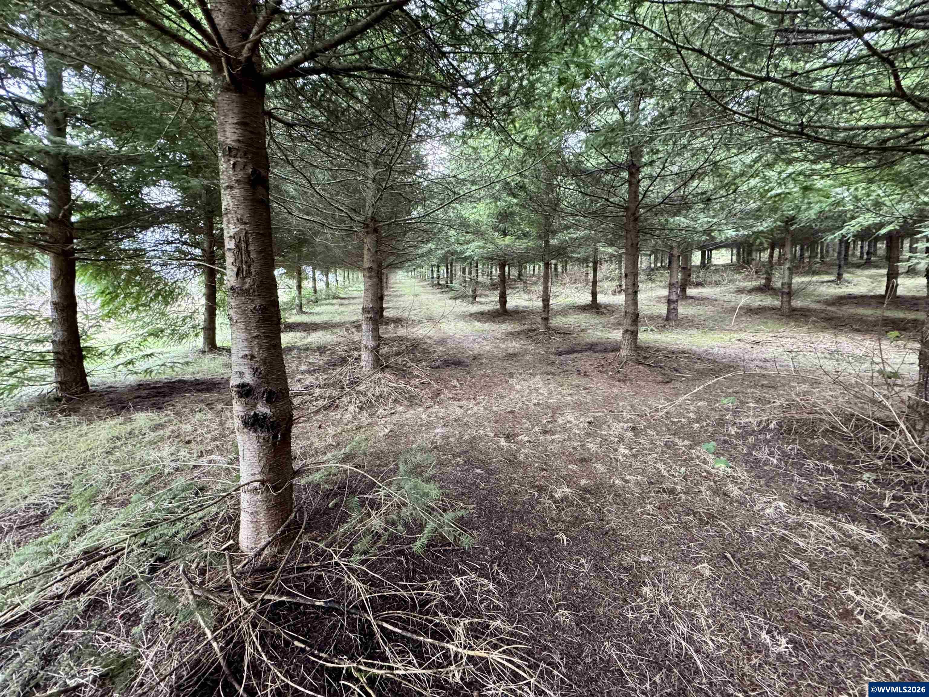 Image 15